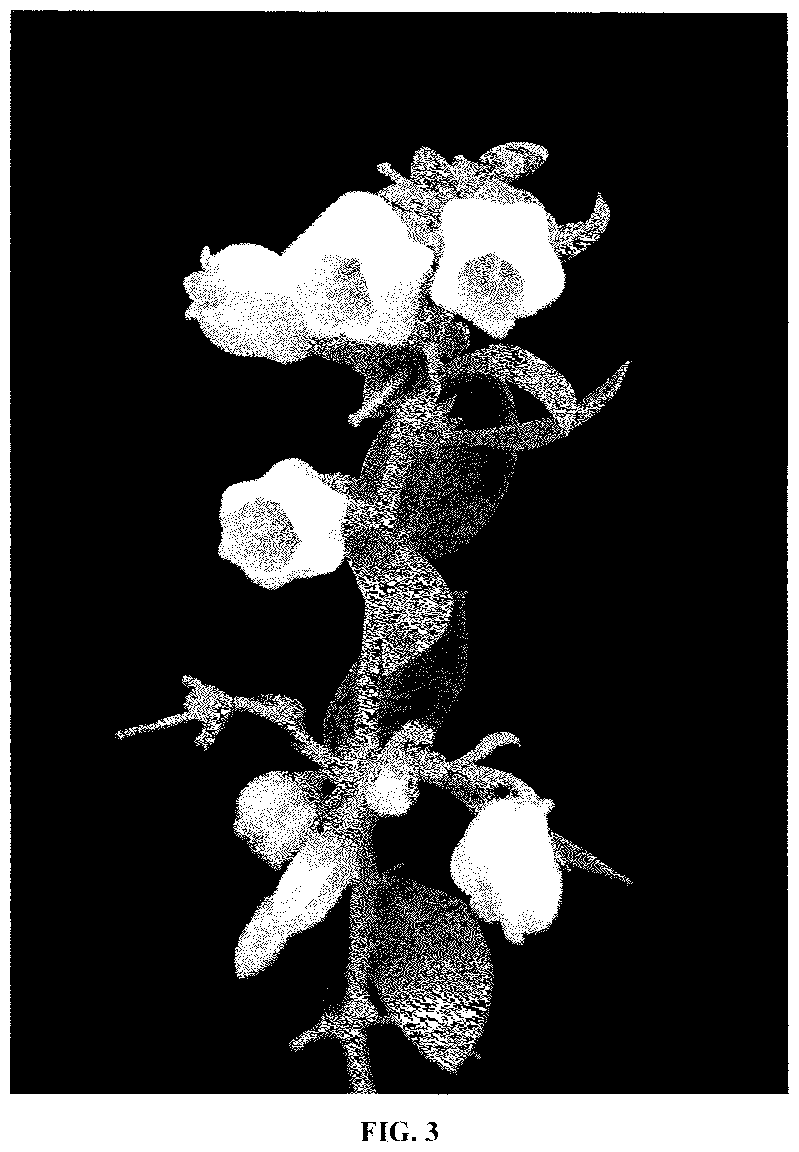 Patent USPP037280 Figure 3 – Blueberry plant named ‘IBUGA001’