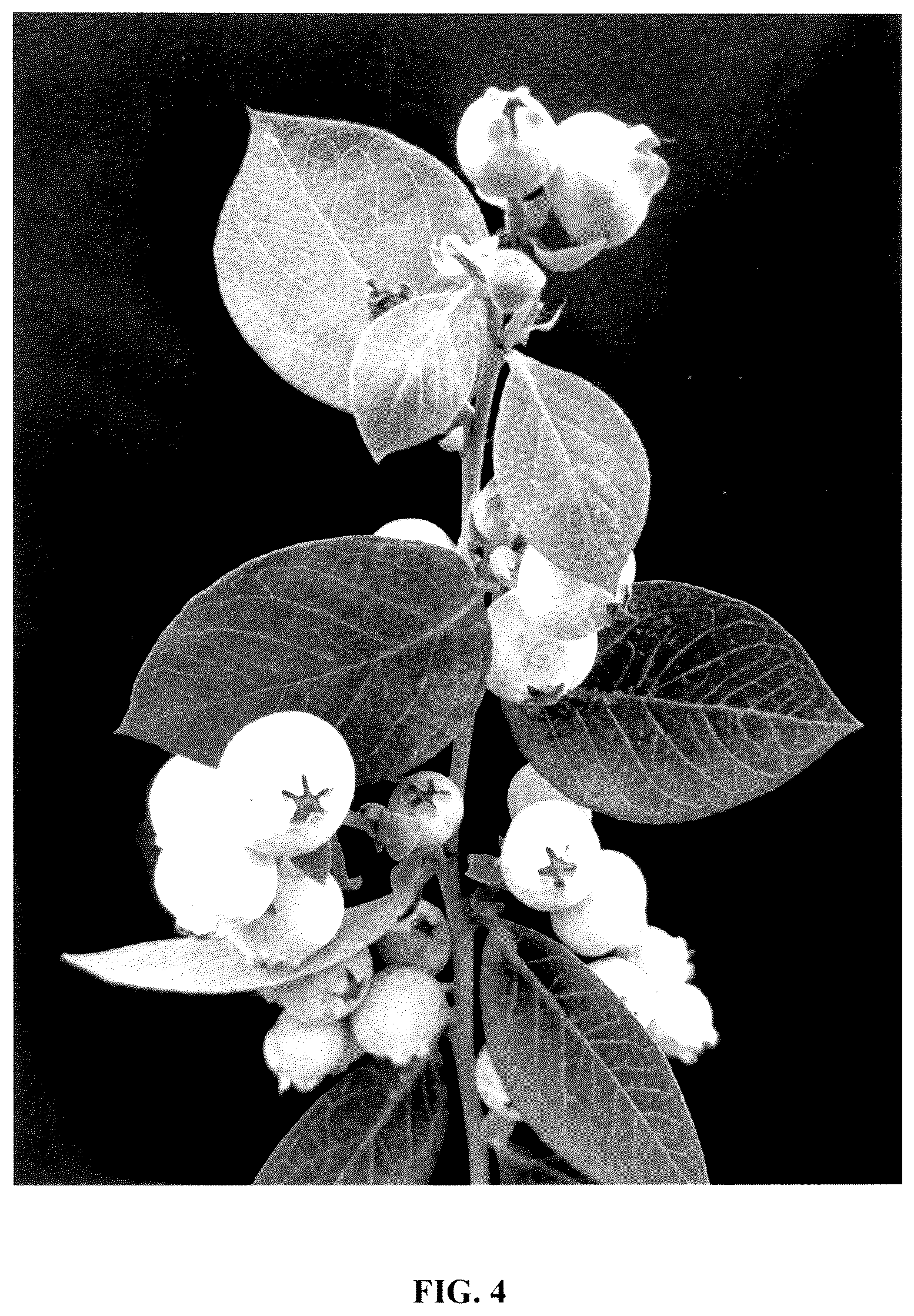 Patent USPP037280 Figure 4 – Blueberry plant named ‘IBUGA001’