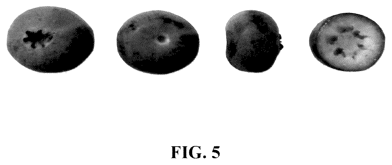 Patent USPP037280 Figure 5 – Blueberry plant named ‘IBUGA001’