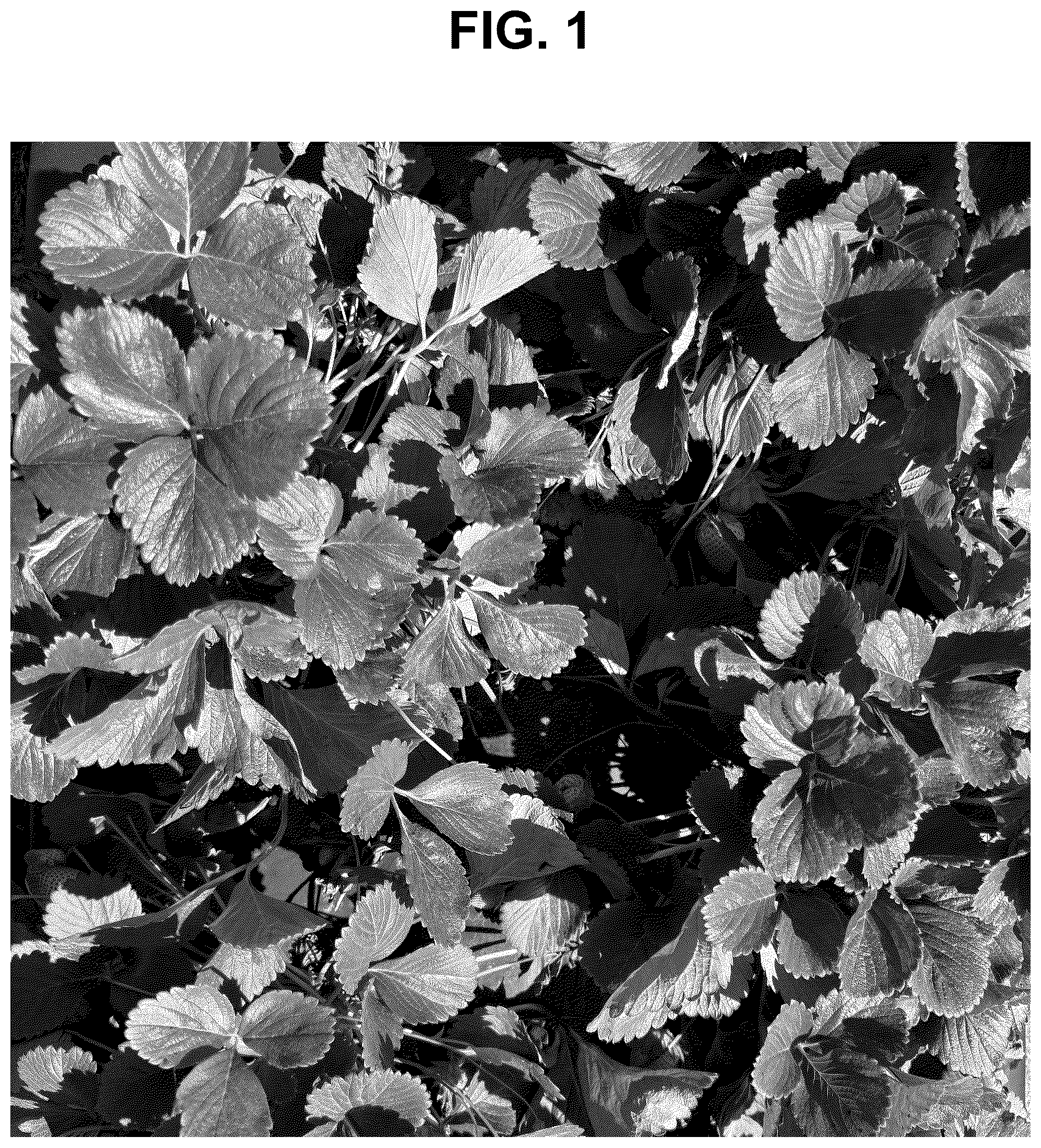 Patent USPP037282 — Strawberry plant named ‘SB_17_058-032’ — Figure 1