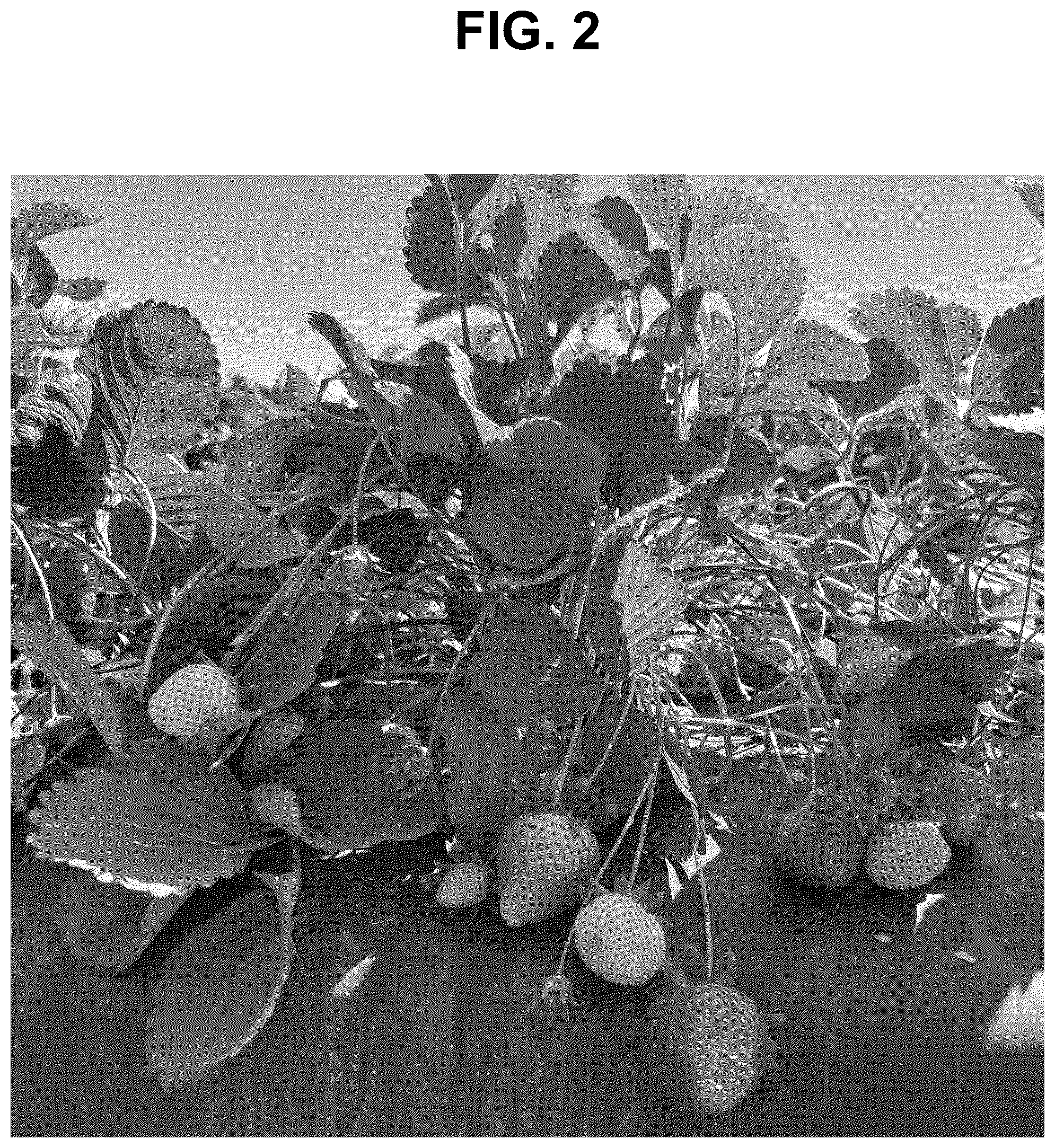 Patent USPP037282 Figure 2 – Strawberry plant named ‘SB_17_058-032’
