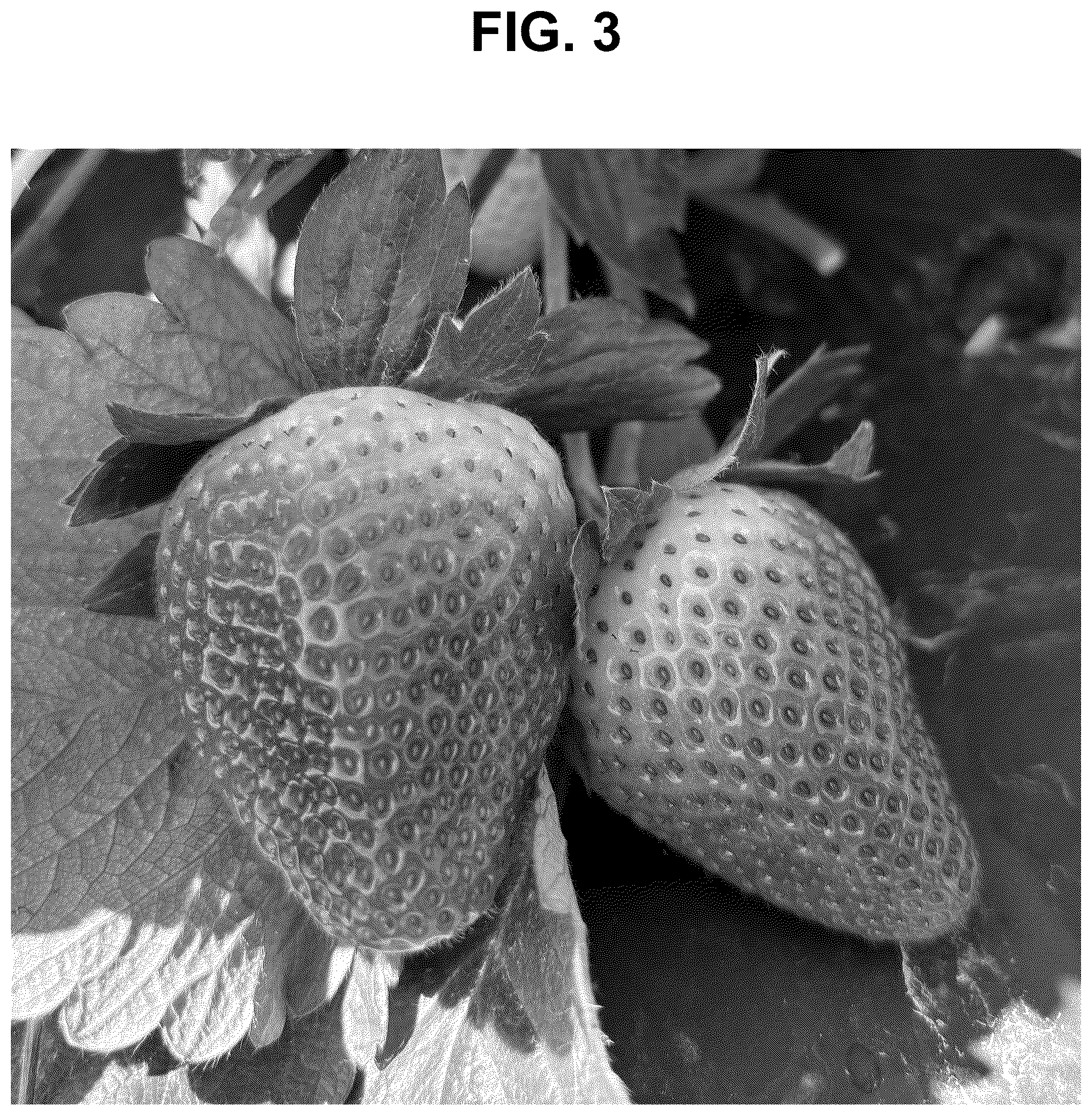 Patent USPP037282 Figure 3 – Strawberry plant named ‘SB_17_058-032’
