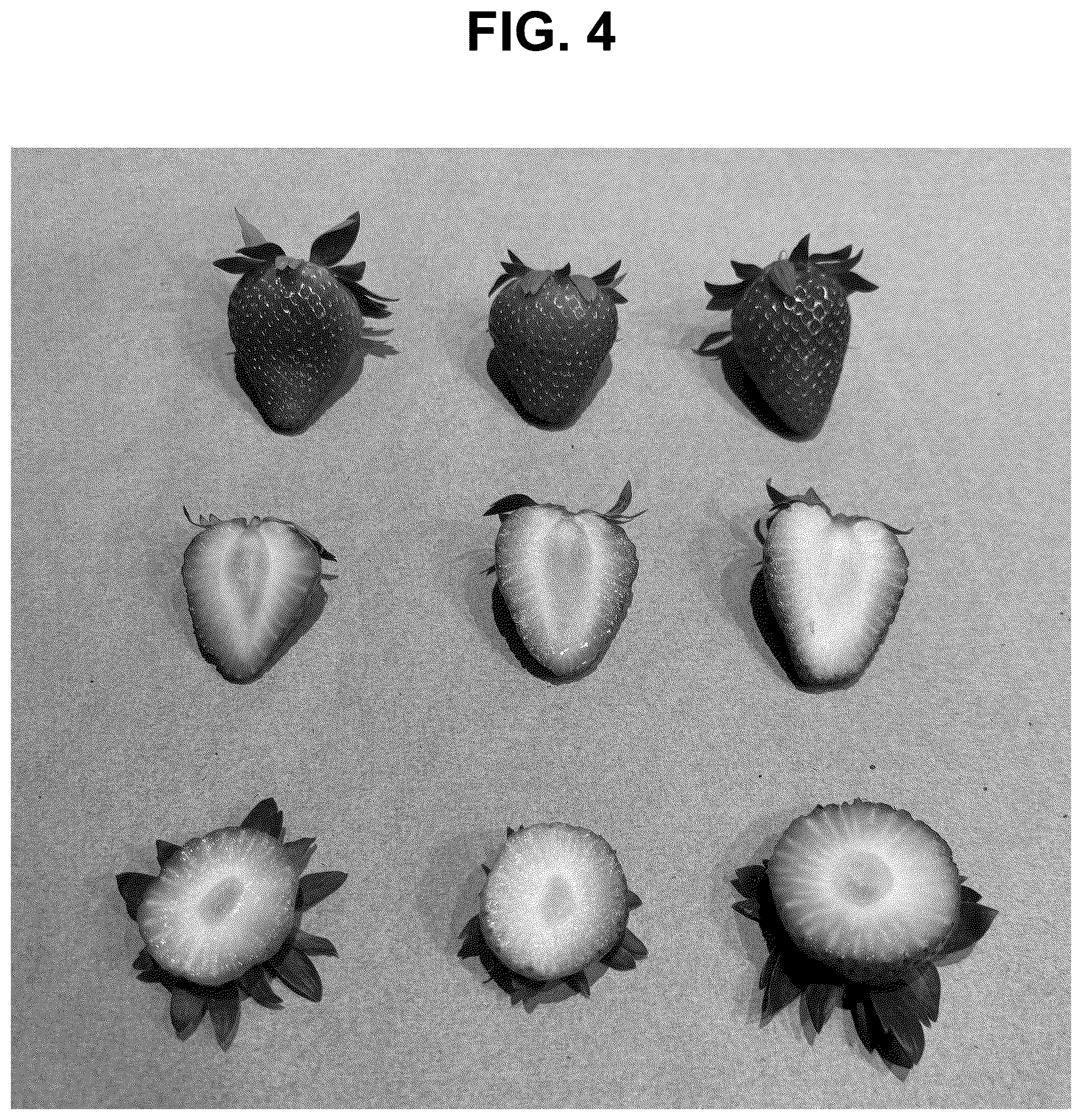 Patent USPP037282 Figure 4 – Strawberry plant named ‘SB_17_058-032’