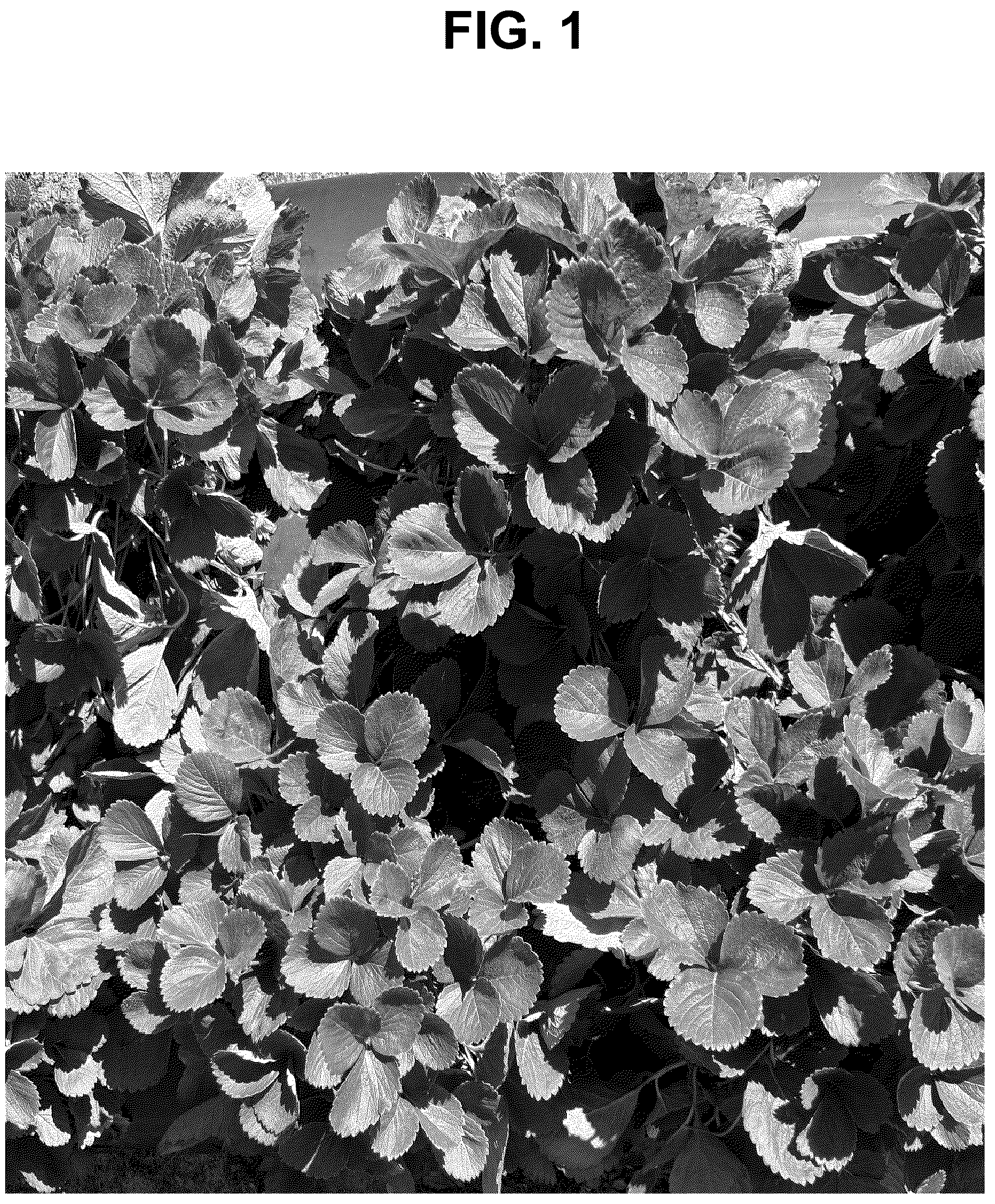 Patent USPP037283 Figure 1 – Strawberry plant named ‘SB_17_122-093’