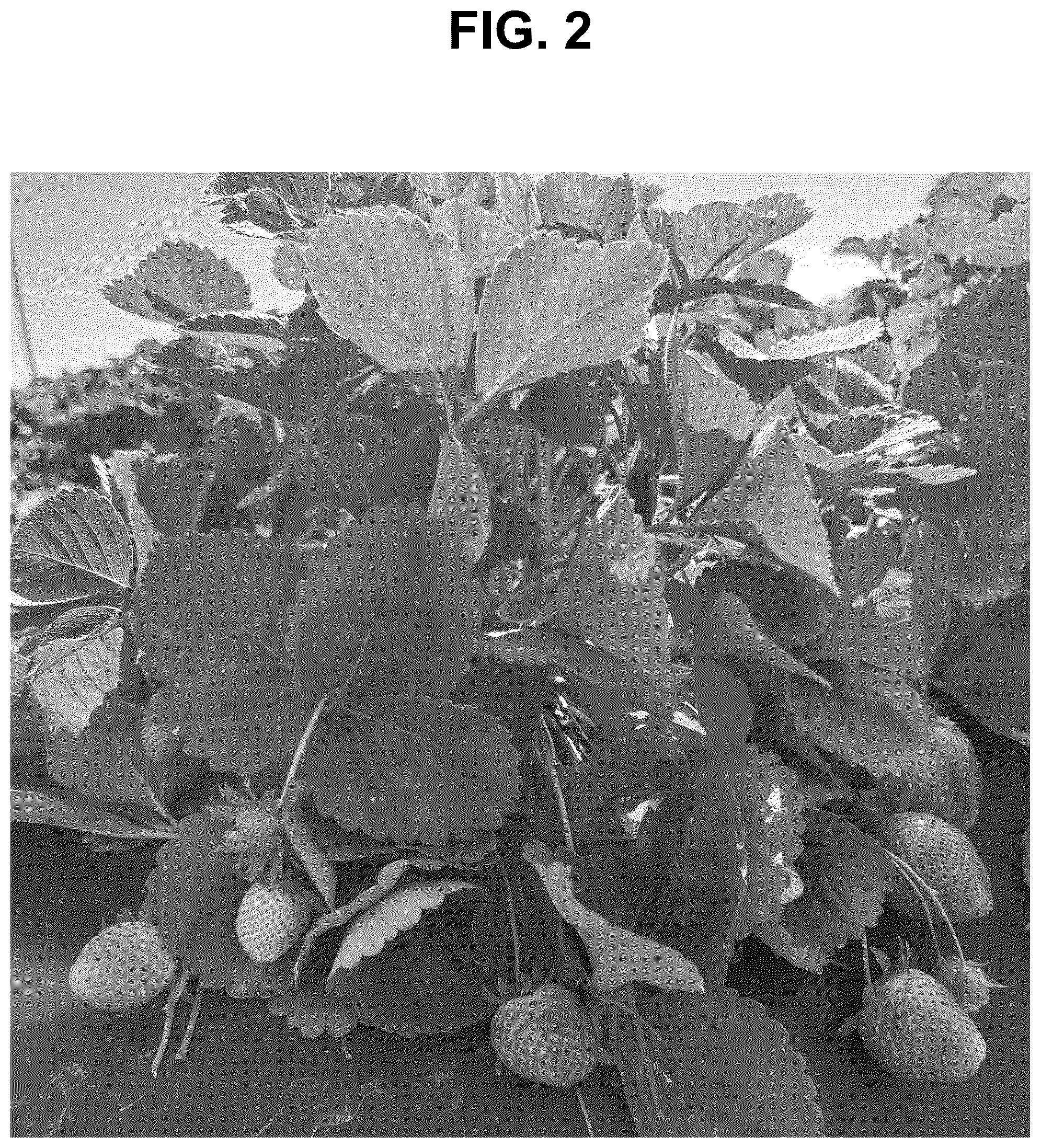 Patent USPP037283 Figure 2 – Strawberry plant named ‘SB_17_122-093’