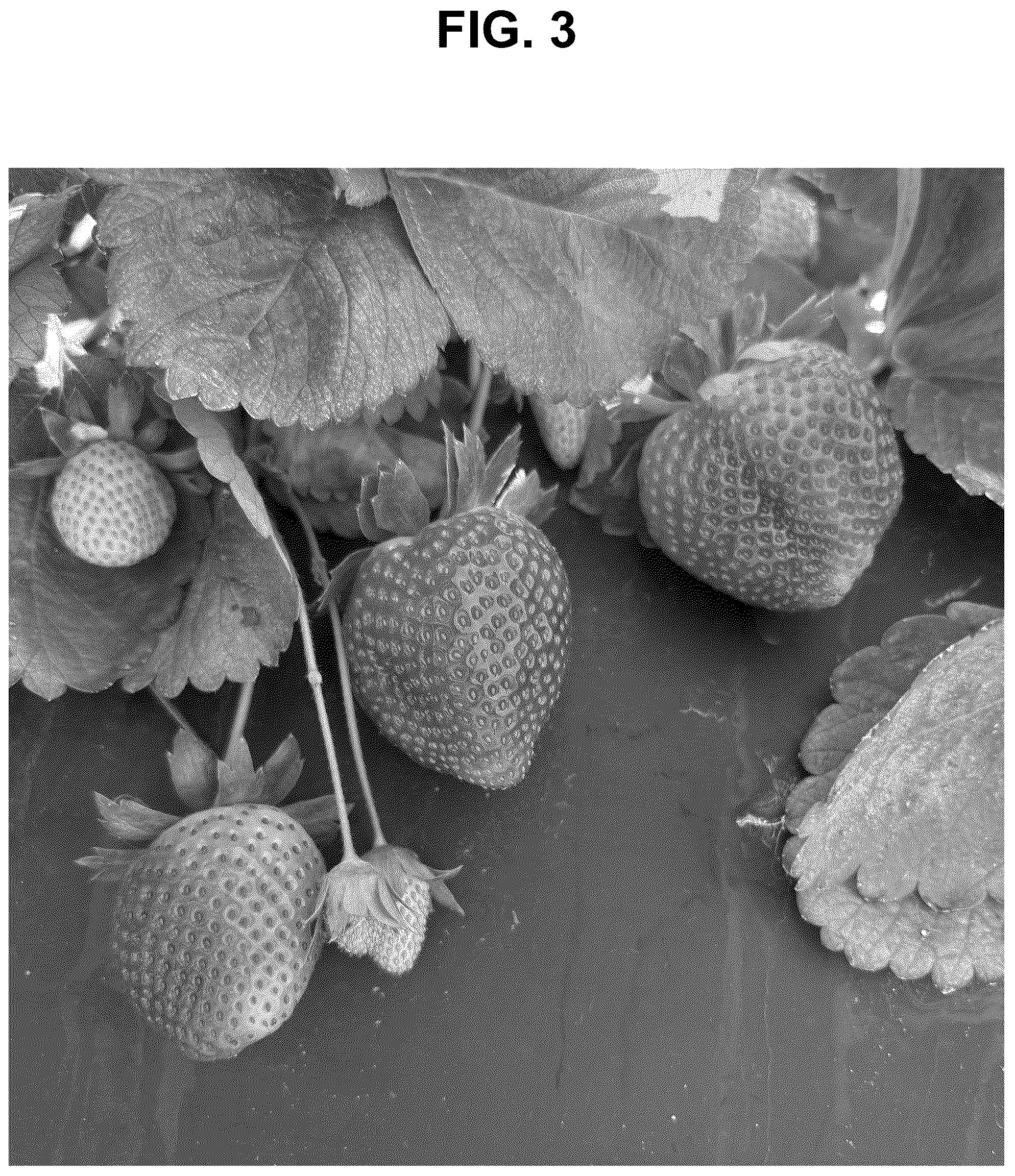 Patent USPP037283 Figure 3 – Strawberry plant named ‘SB_17_122-093’