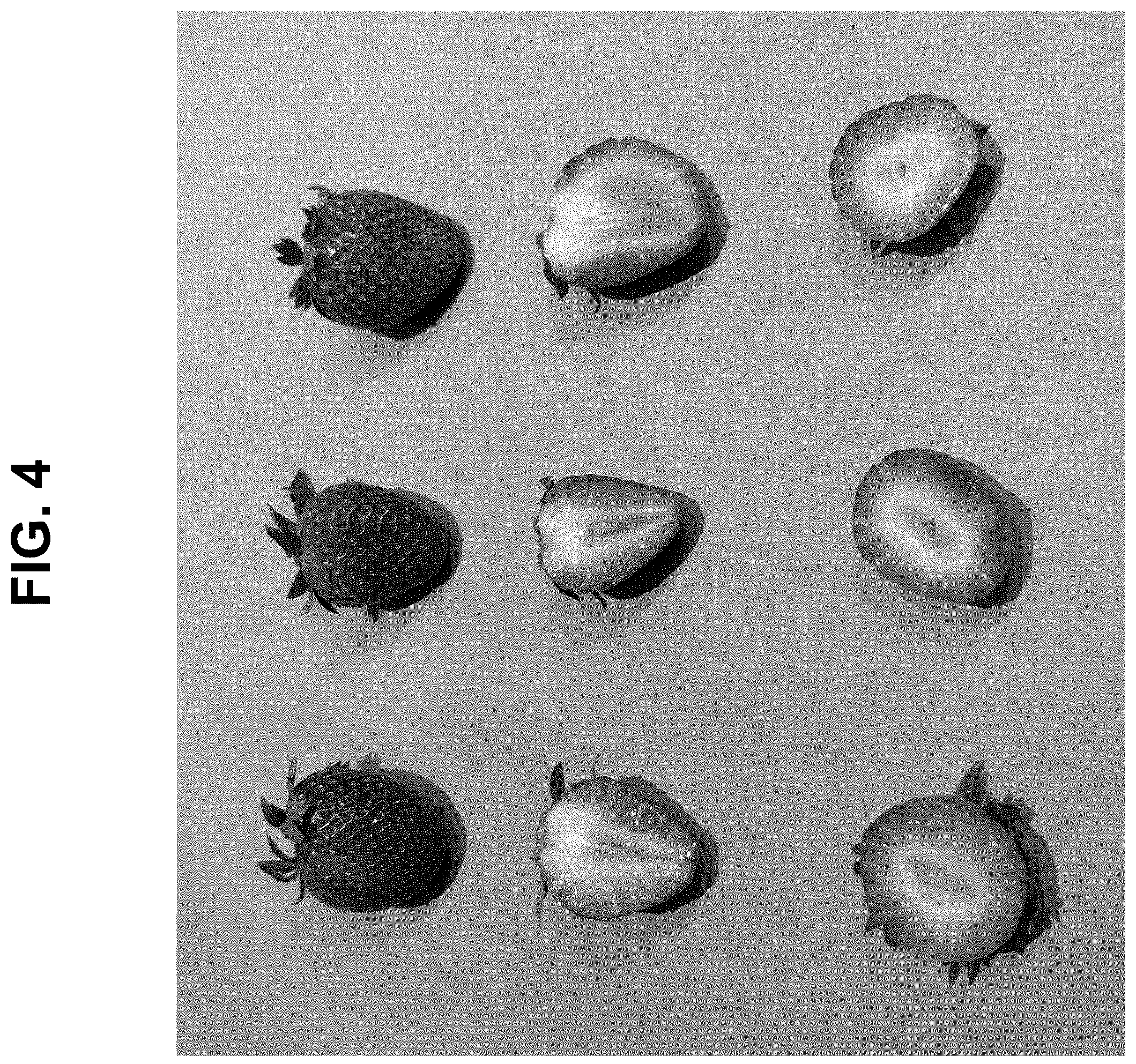 Patent USPP037283 Figure 4 – Strawberry plant named ‘SB_17_122-093’