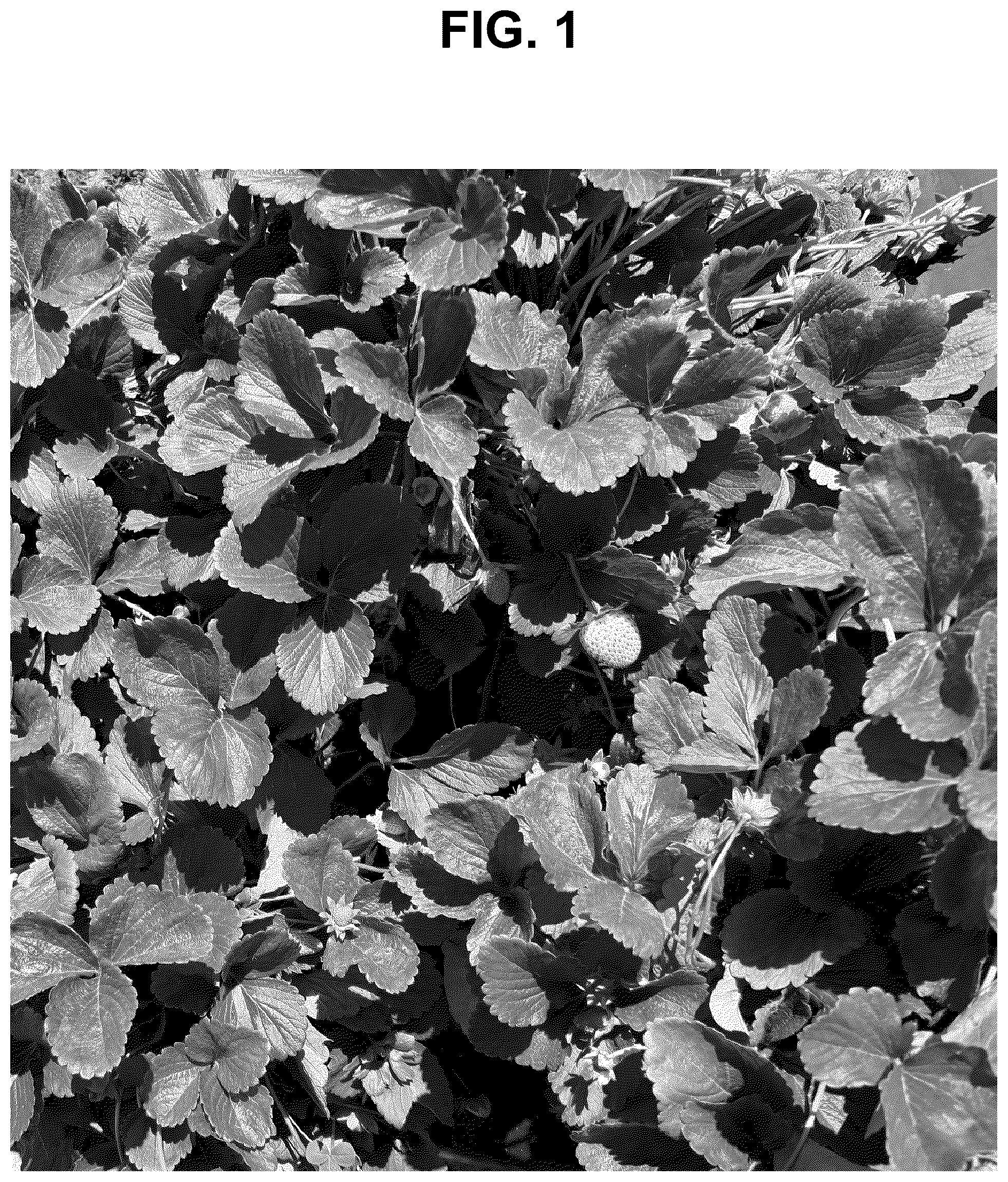 Patent USPP037284 Figure 1 – Strawberry plant named ‘SB_17_106-052’