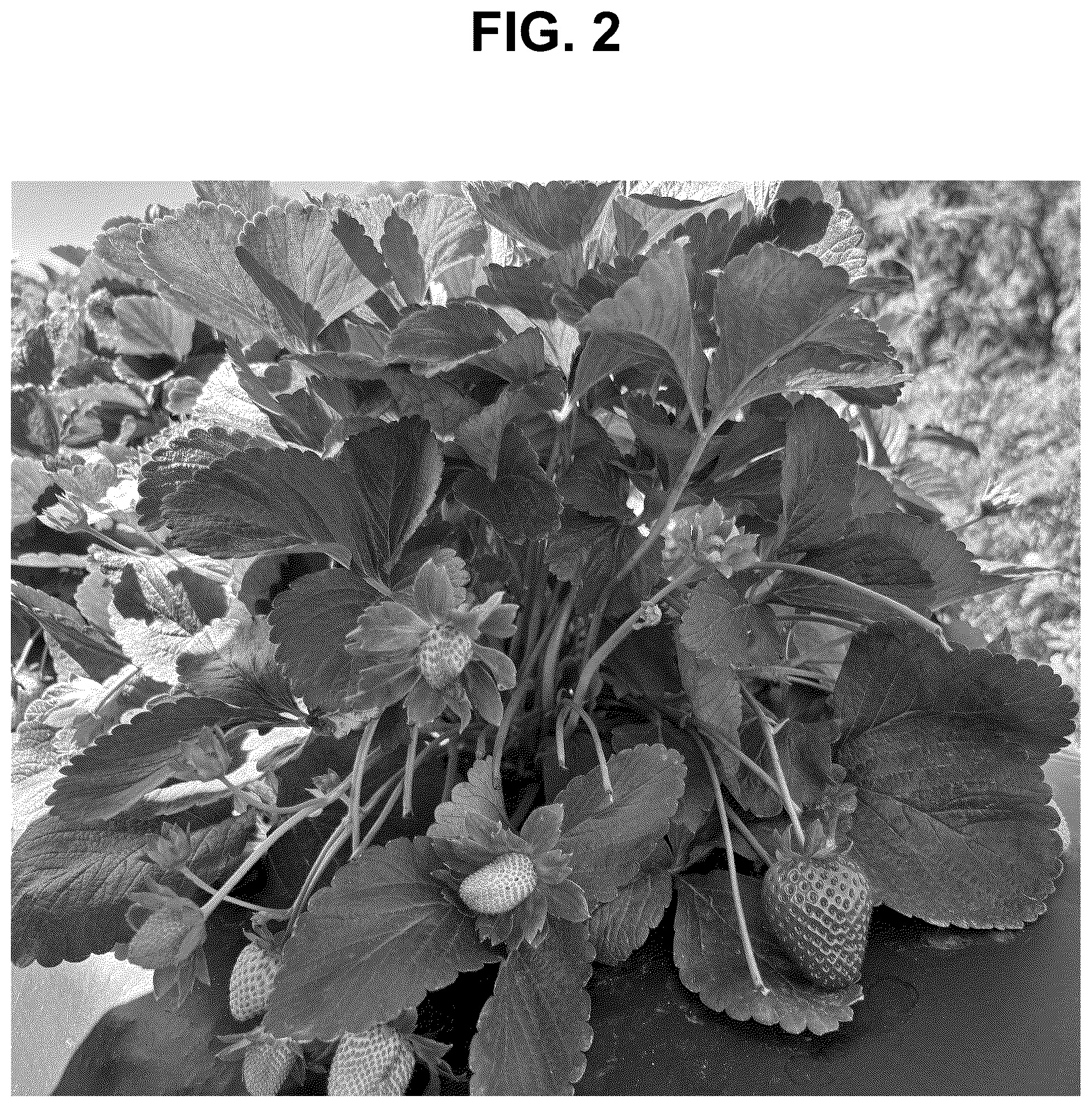 Patent USPP037284 Figure 2 – Strawberry plant named ‘SB_17_106-052’
