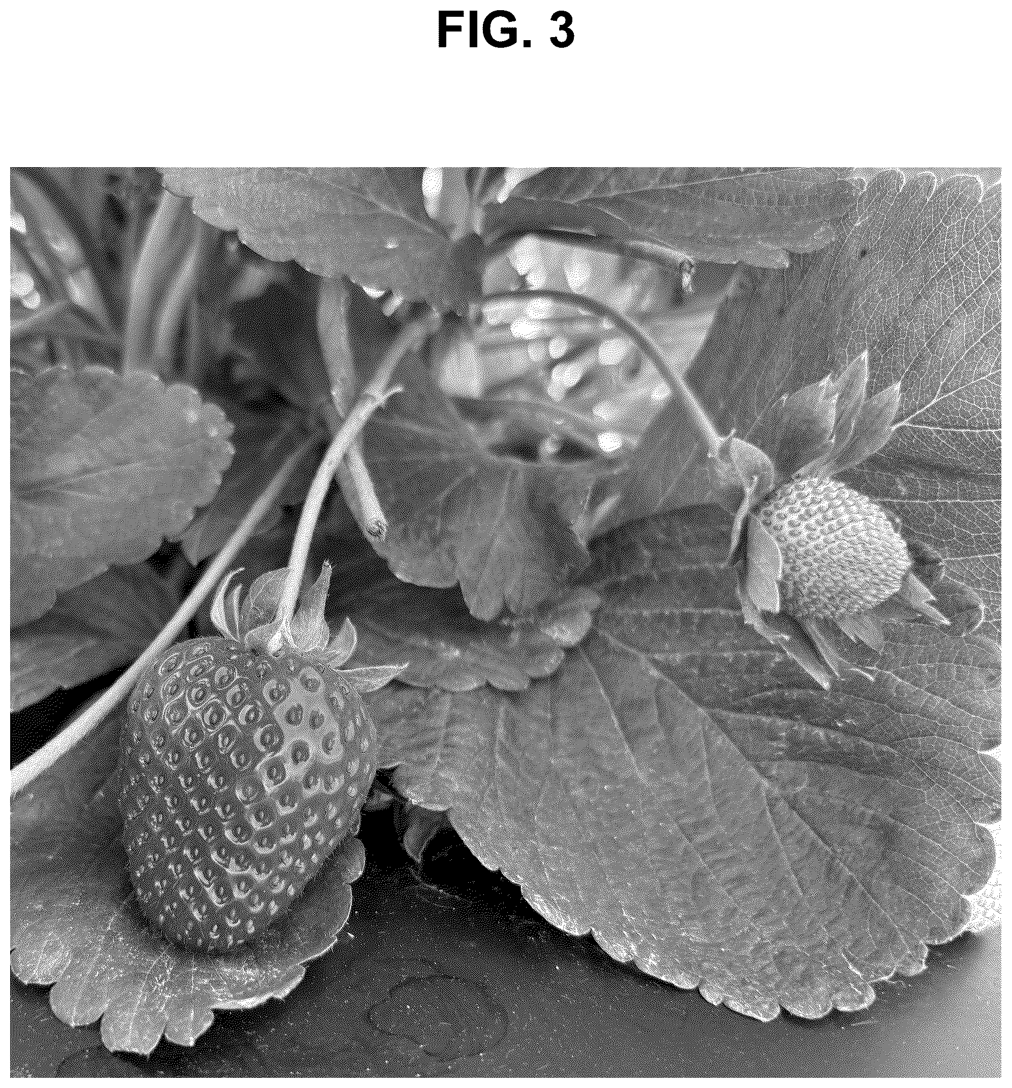 Patent USPP037284 Figure 3 – Strawberry plant named ‘SB_17_106-052’