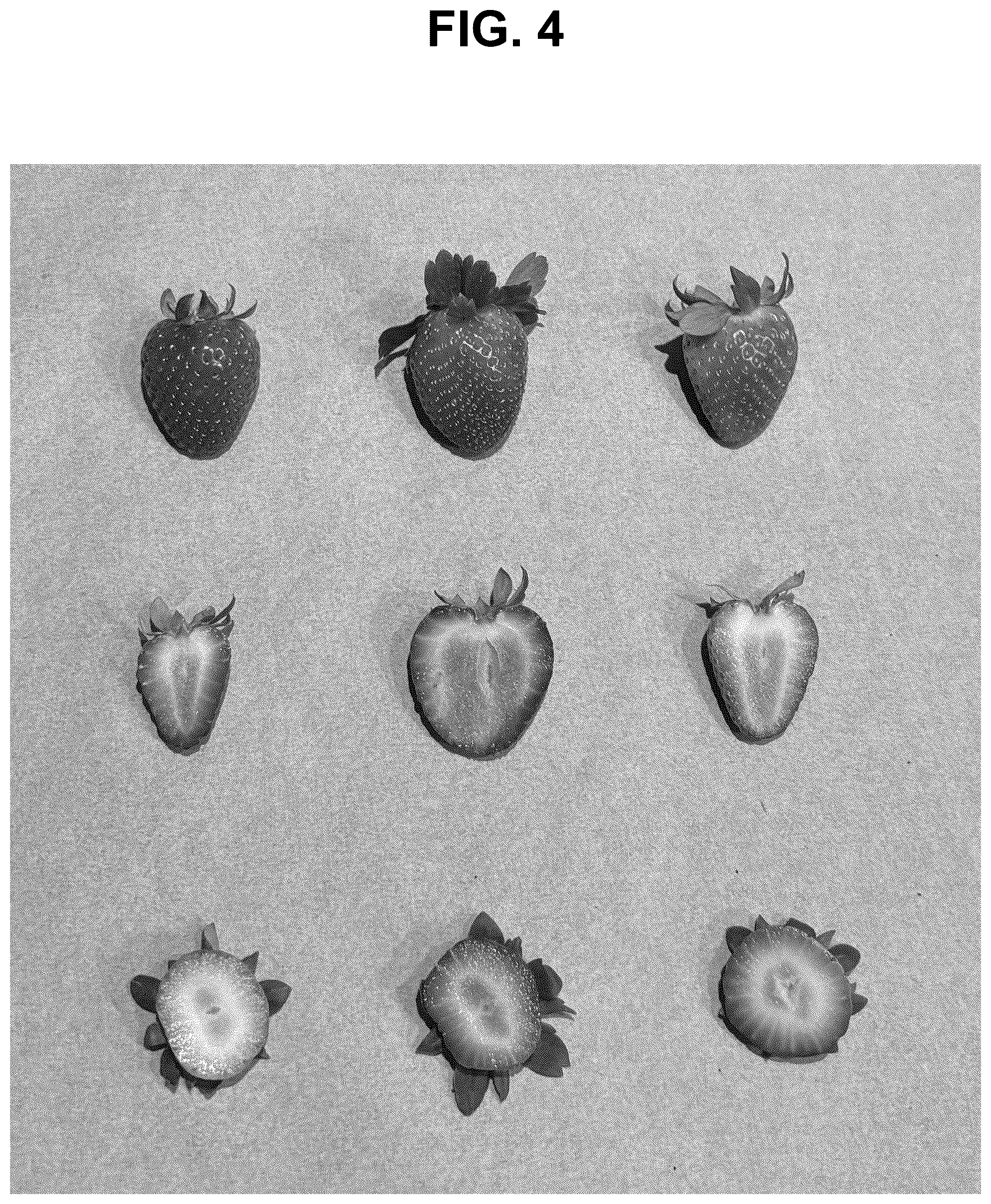 Patent USPP037284 Figure 4 – Strawberry plant named ‘SB_17_106-052’
