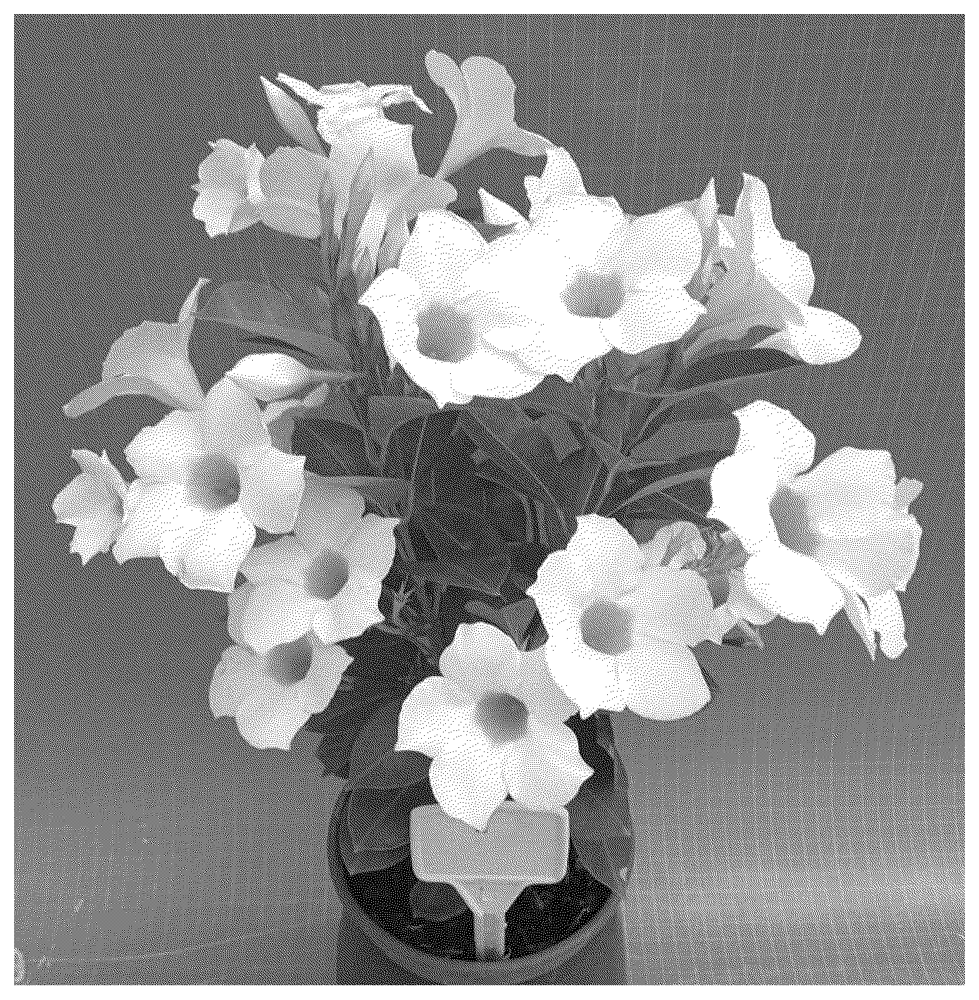 Patent USPP037285 Figure 1 – Mandevilla plant named ‘TVMD944’