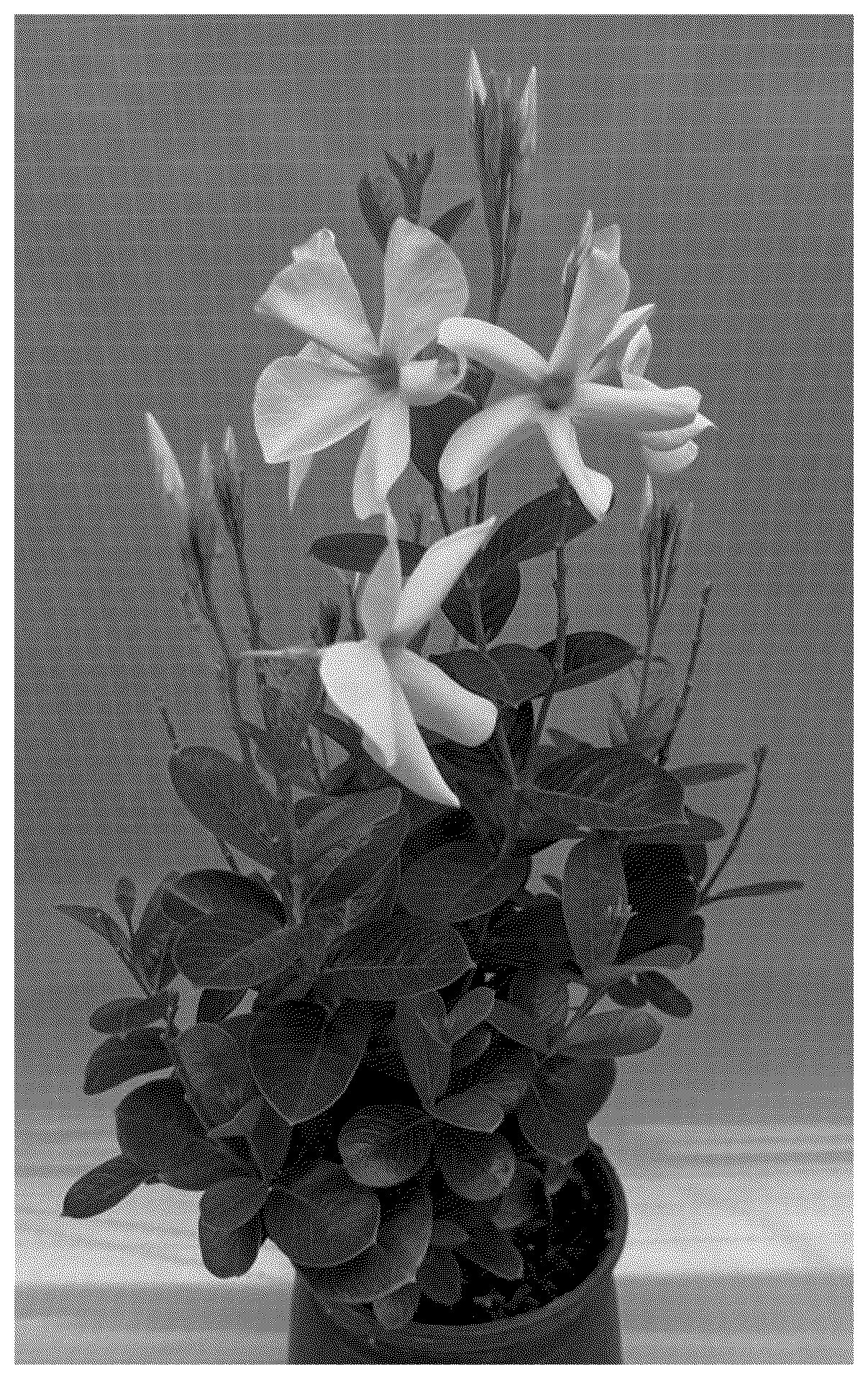 Patent USPP037286 Figure 1 – Mandevilla plant named ‘TVMD982’