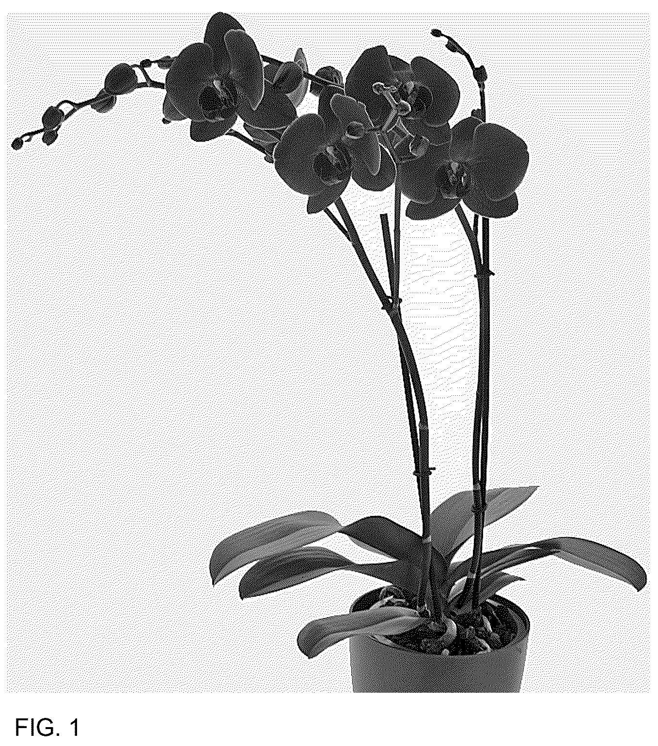 Patent USPP037287 — Phalaenopsis plant named ‘Coronado’ — Figure 1