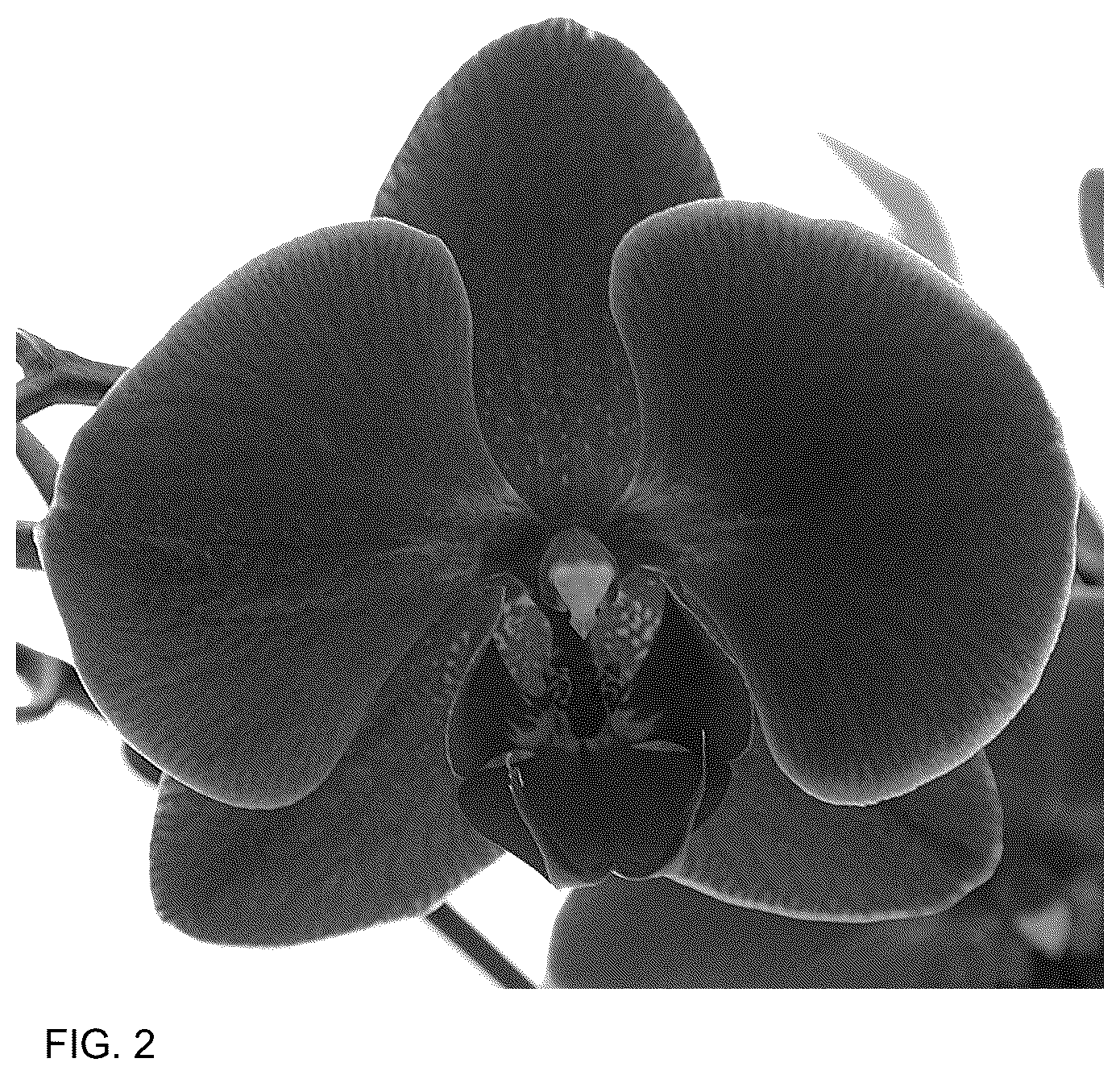 Patent USPP037287 Figure 2 – Phalaenopsis plant named ‘Coronado’