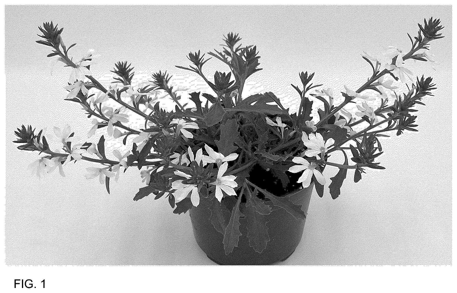 Patent USPP037288 Figure 1 – Scaevola plant named ‘DSCAPW1335’
