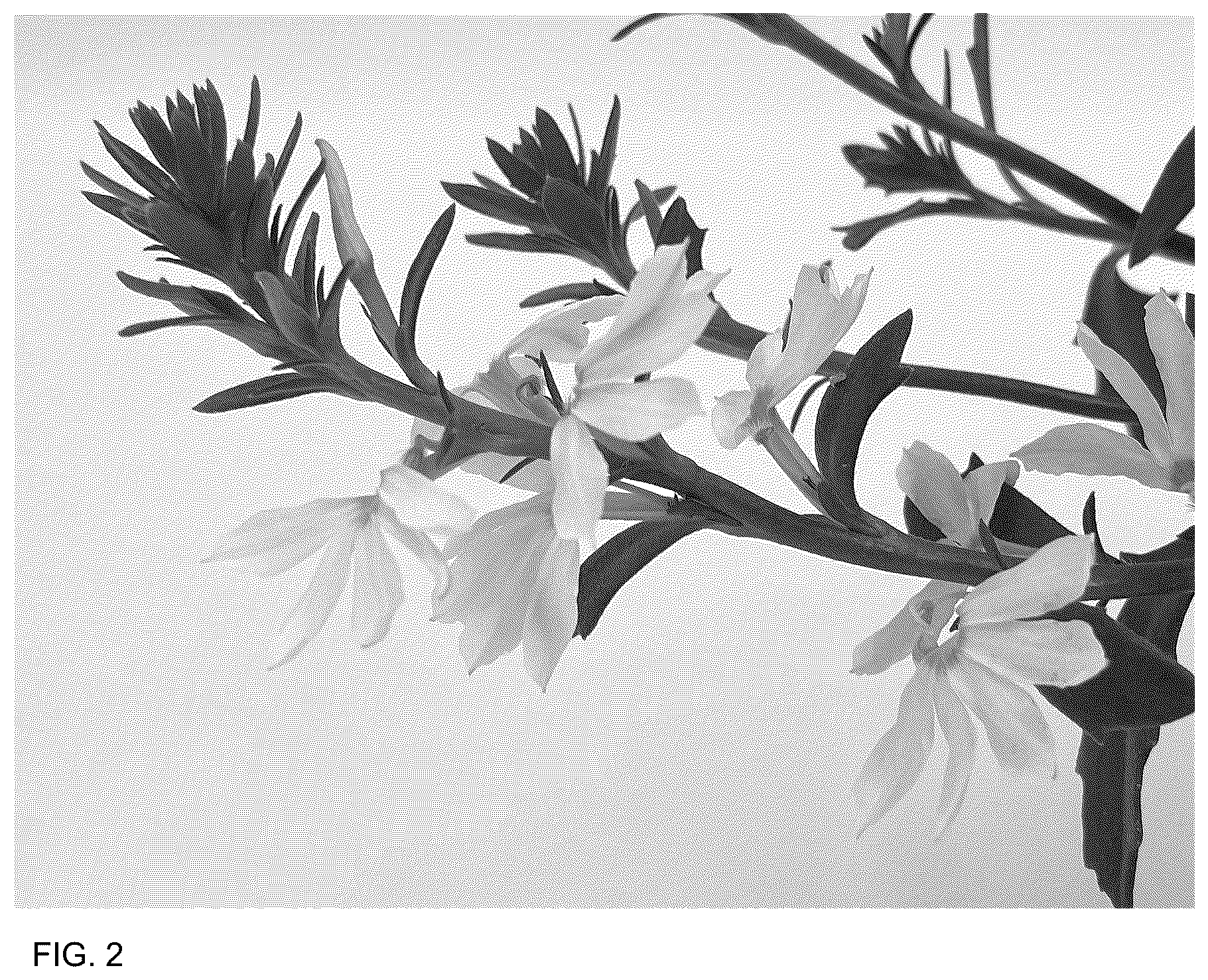 Patent USPP037288 Figure 2 – Scaevola plant named ‘DSCAPW1335’