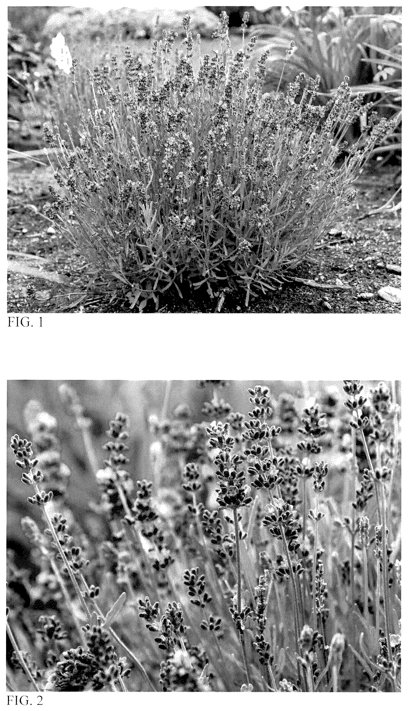 Patent USPP037289 Figure 1 – Lavandula plant named ‘Summer Serenade’