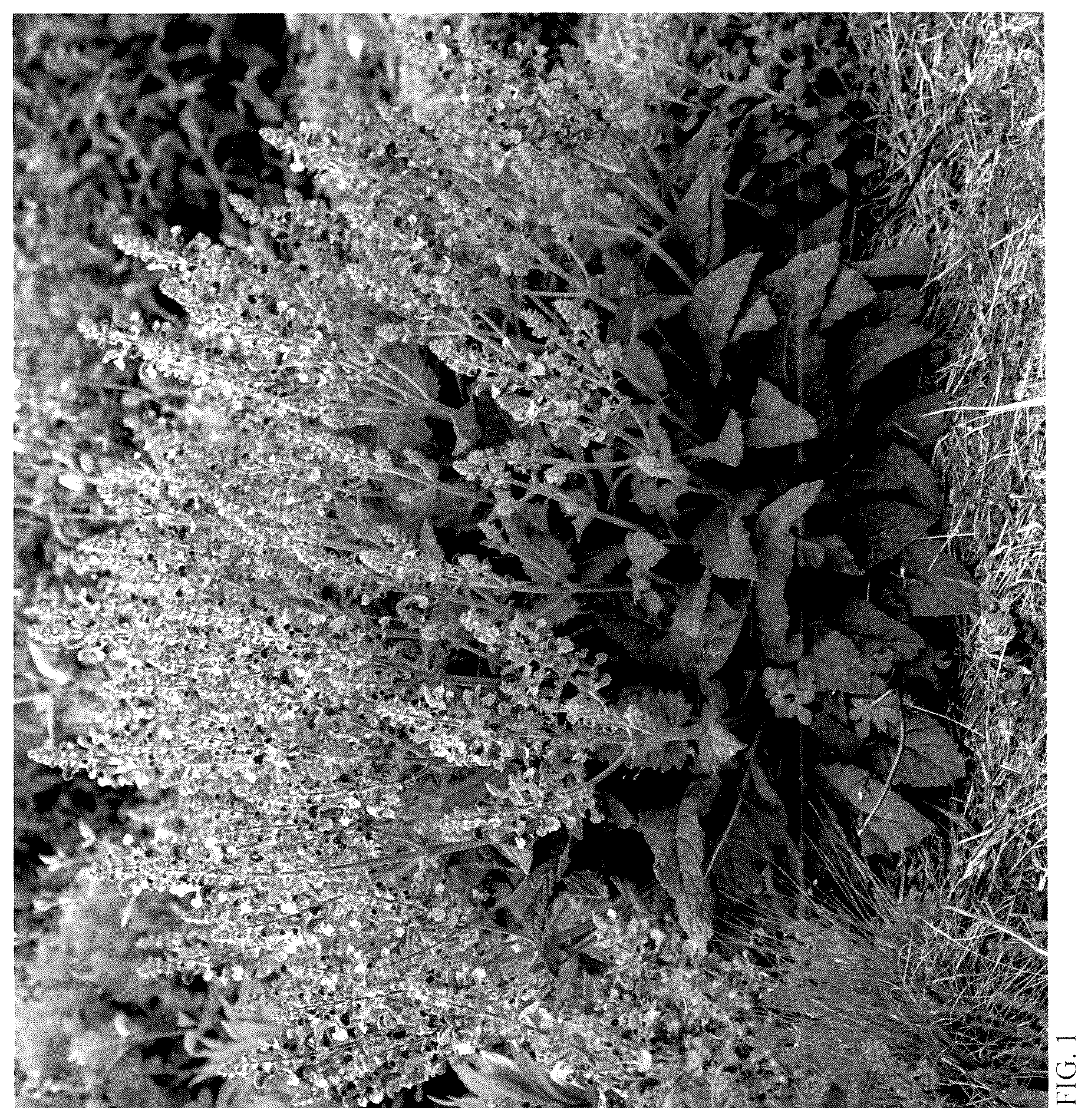 Patent USPP037290 Figure 1 – Salvia plant named ‘Big Sky’