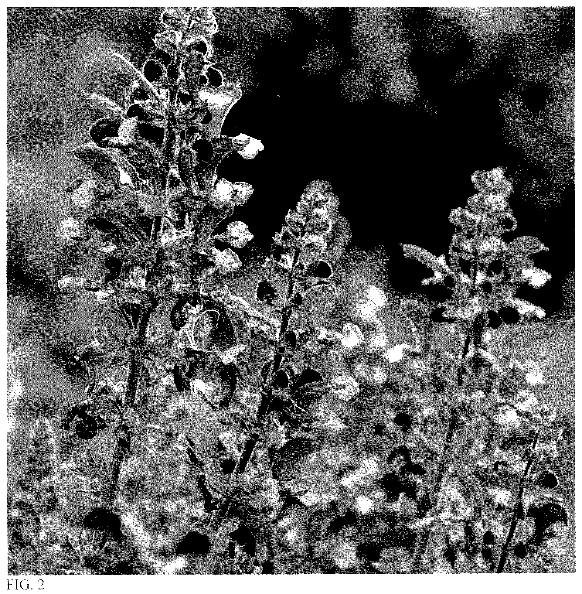 Patent USPP037290 Figure 2 – Salvia plant named ‘Big Sky’