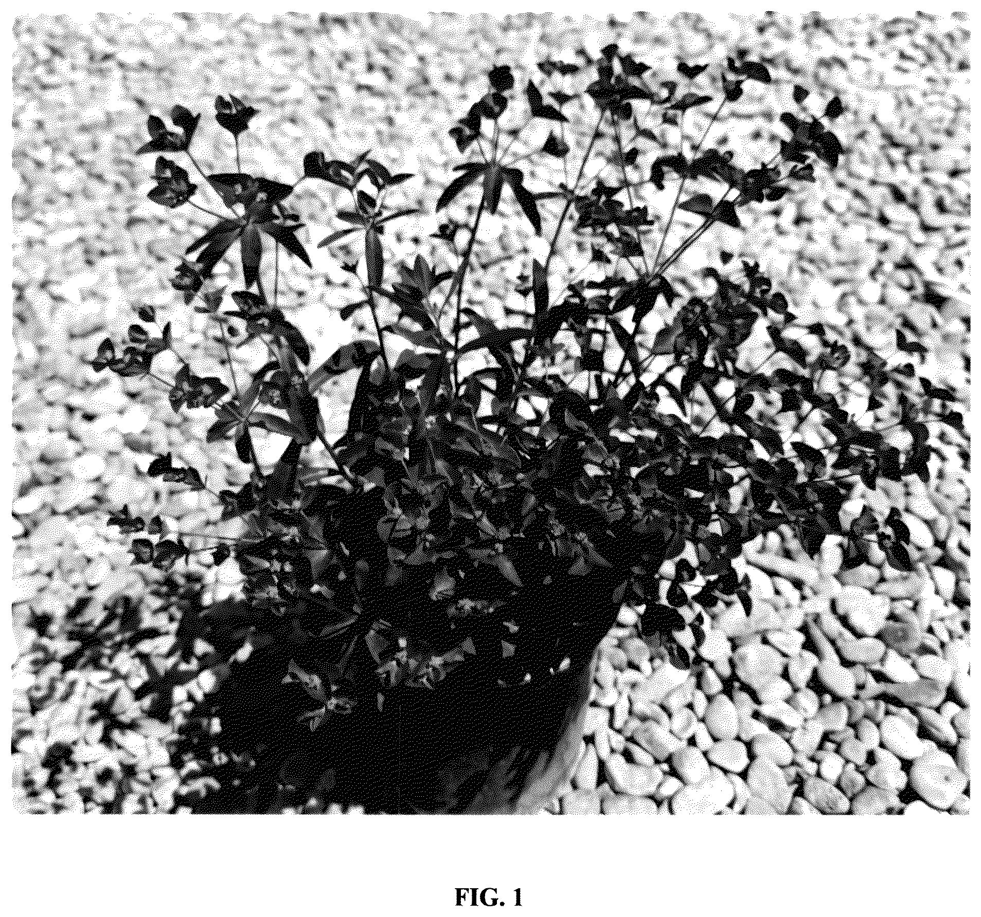Patent USPP037291 Figure 1 – Euphorbia plant named ‘miner's berry bordeaux’
