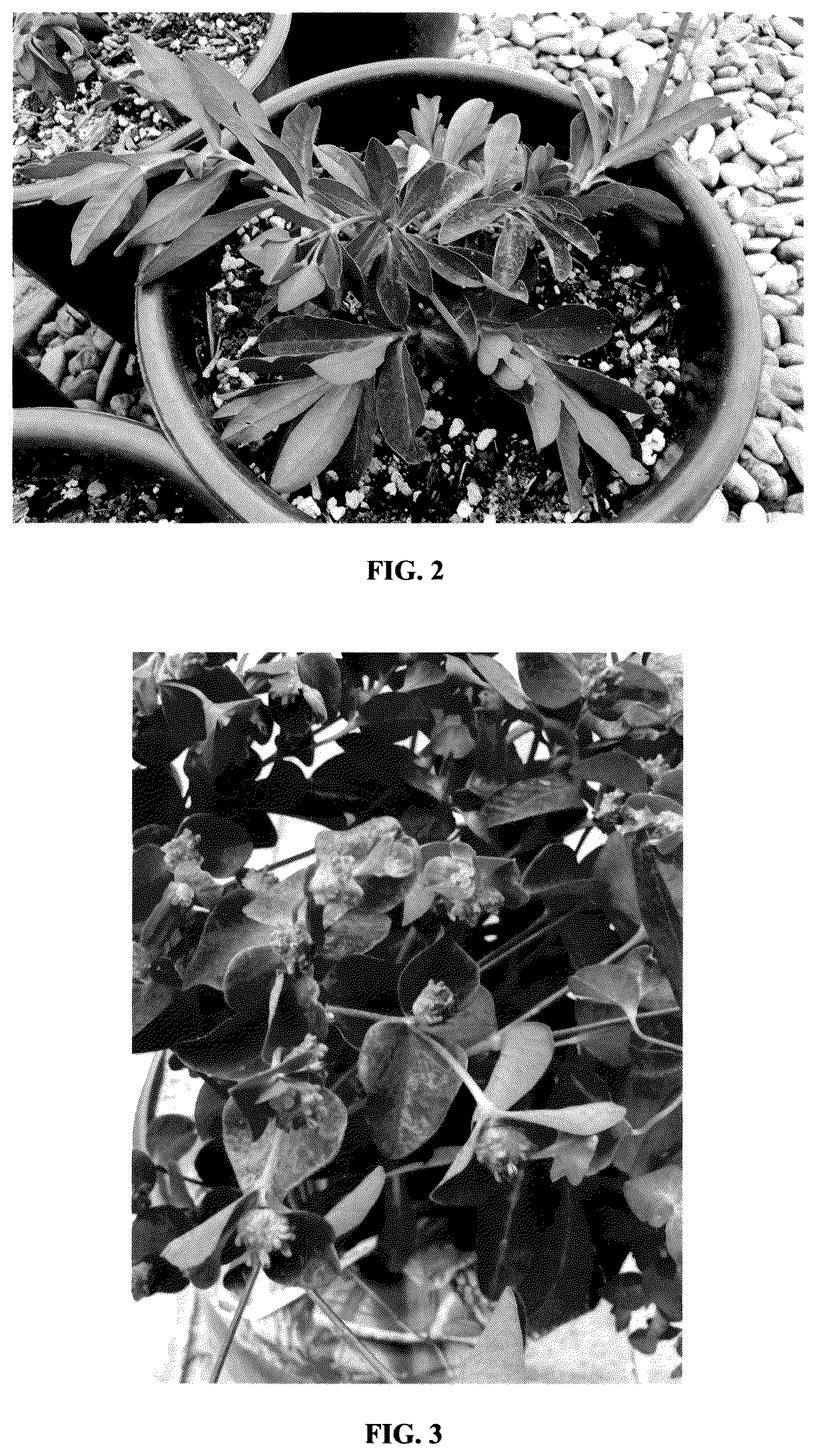 Patent USPP037291 Figure 2 – Euphorbia plant named ‘miner's berry bordeaux’
