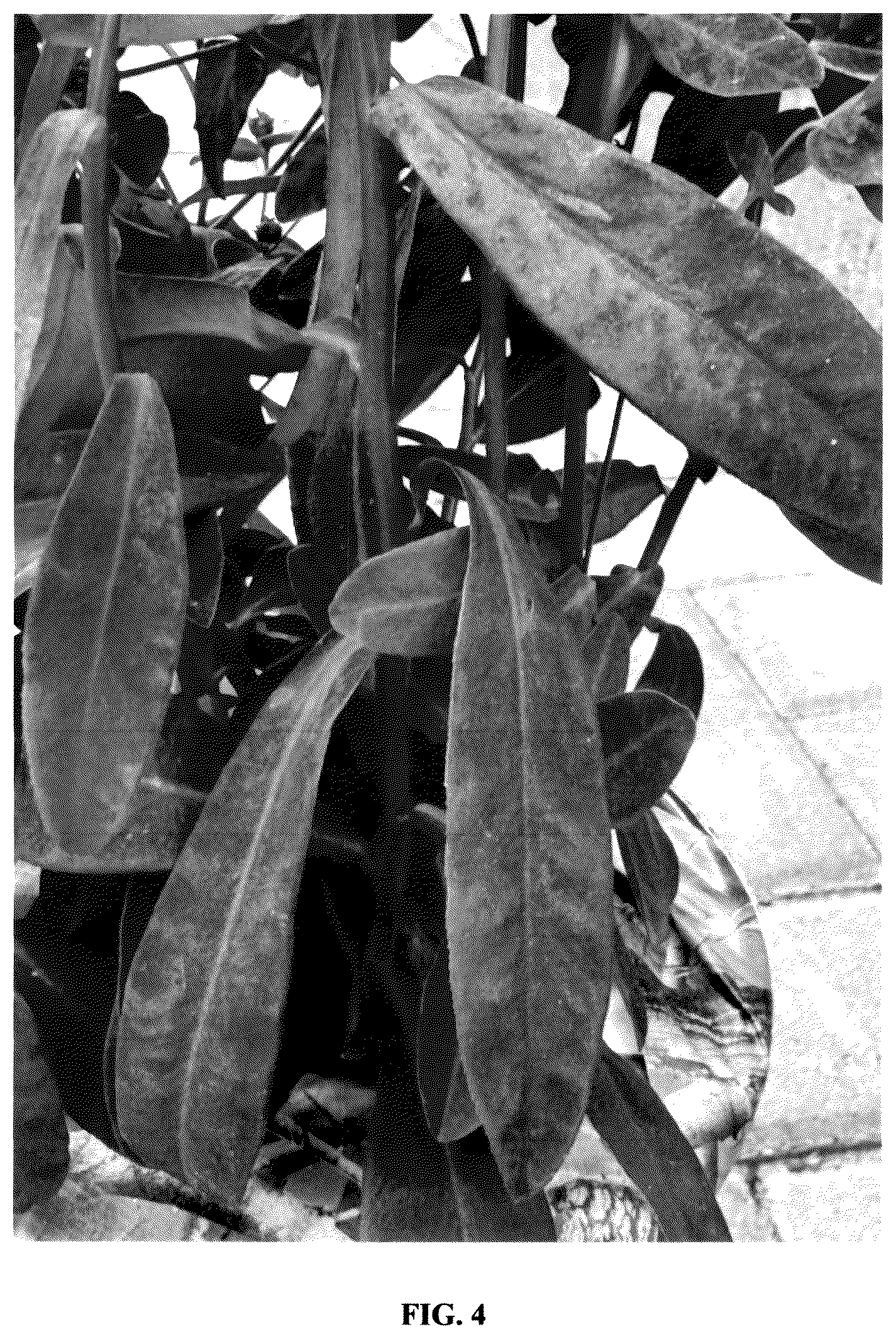 Patent USPP037291 Figure 3 – Euphorbia plant named ‘miner's berry bordeaux’