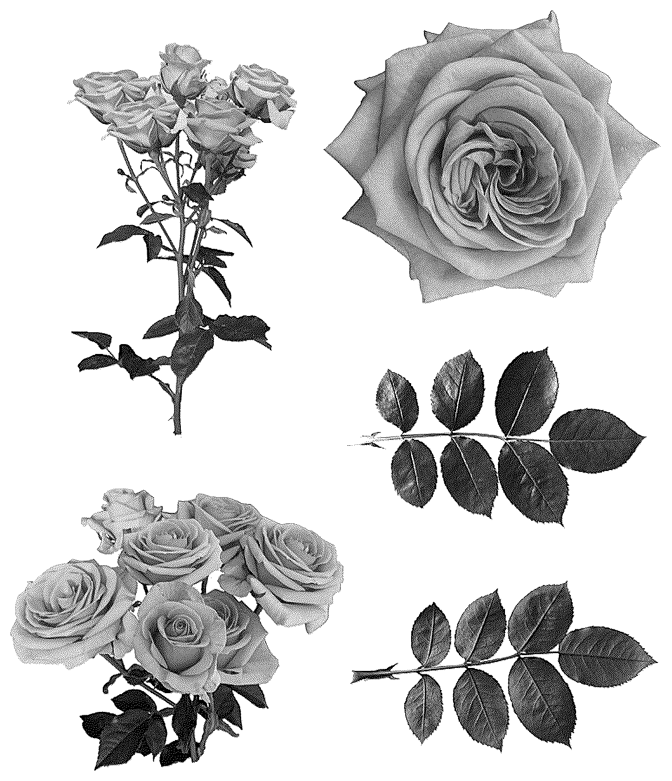 Patent USPP037292 Figure 1 – Rosa plant named ‘gen R273’