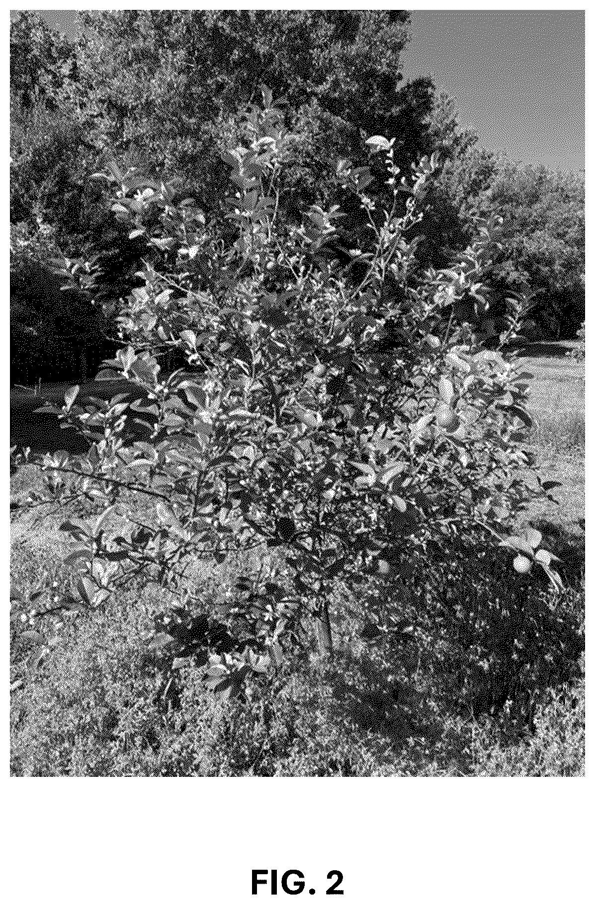 Patent USPP037293 Figure 2 – Hybrid lime plant named ‘C4-5-14’