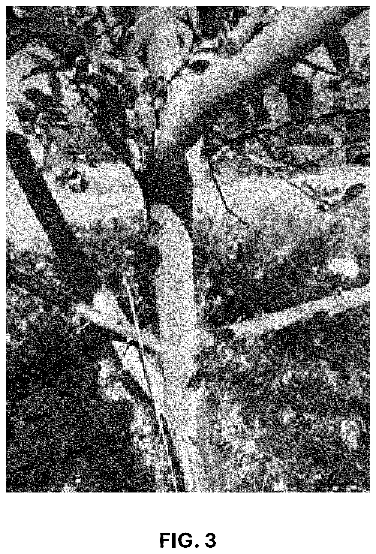 Patent USPP037293 Figure 3 – Hybrid lime plant named ‘C4-5-14’