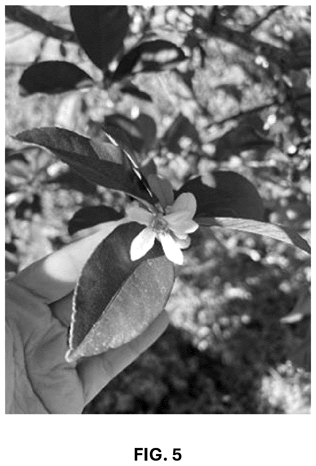 Patent USPP037293 Figure 5 – Hybrid lime plant named ‘C4-5-14’