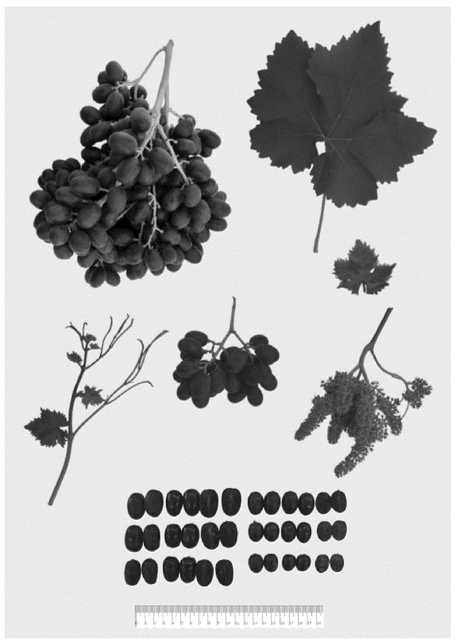 Patent USPP037294 Figure 1 – Grapevine plant named ‘BLOMG04’
