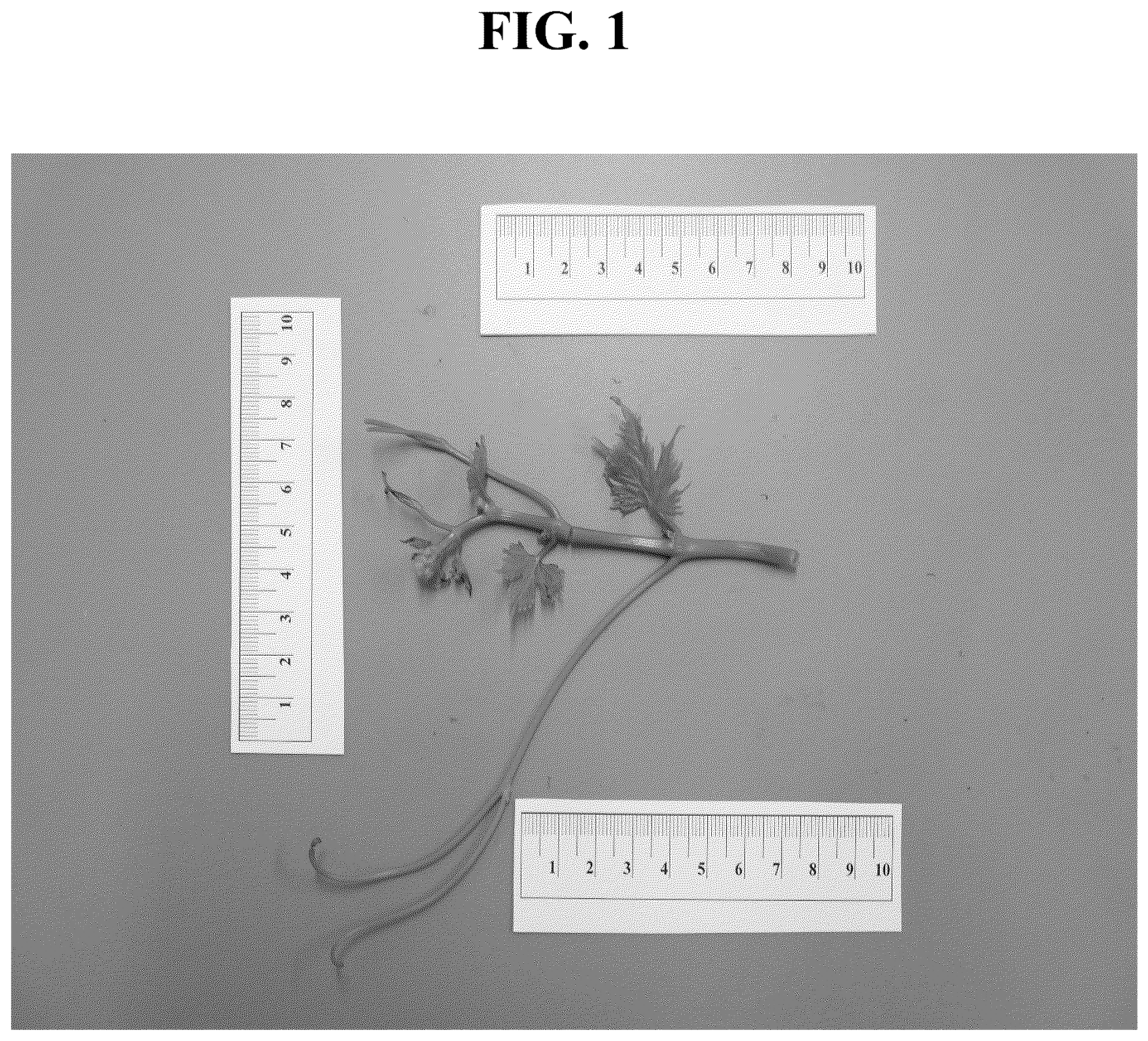 Patent USPP037295 Figure 1 – Grapevine plant named ‘IVC AN1’