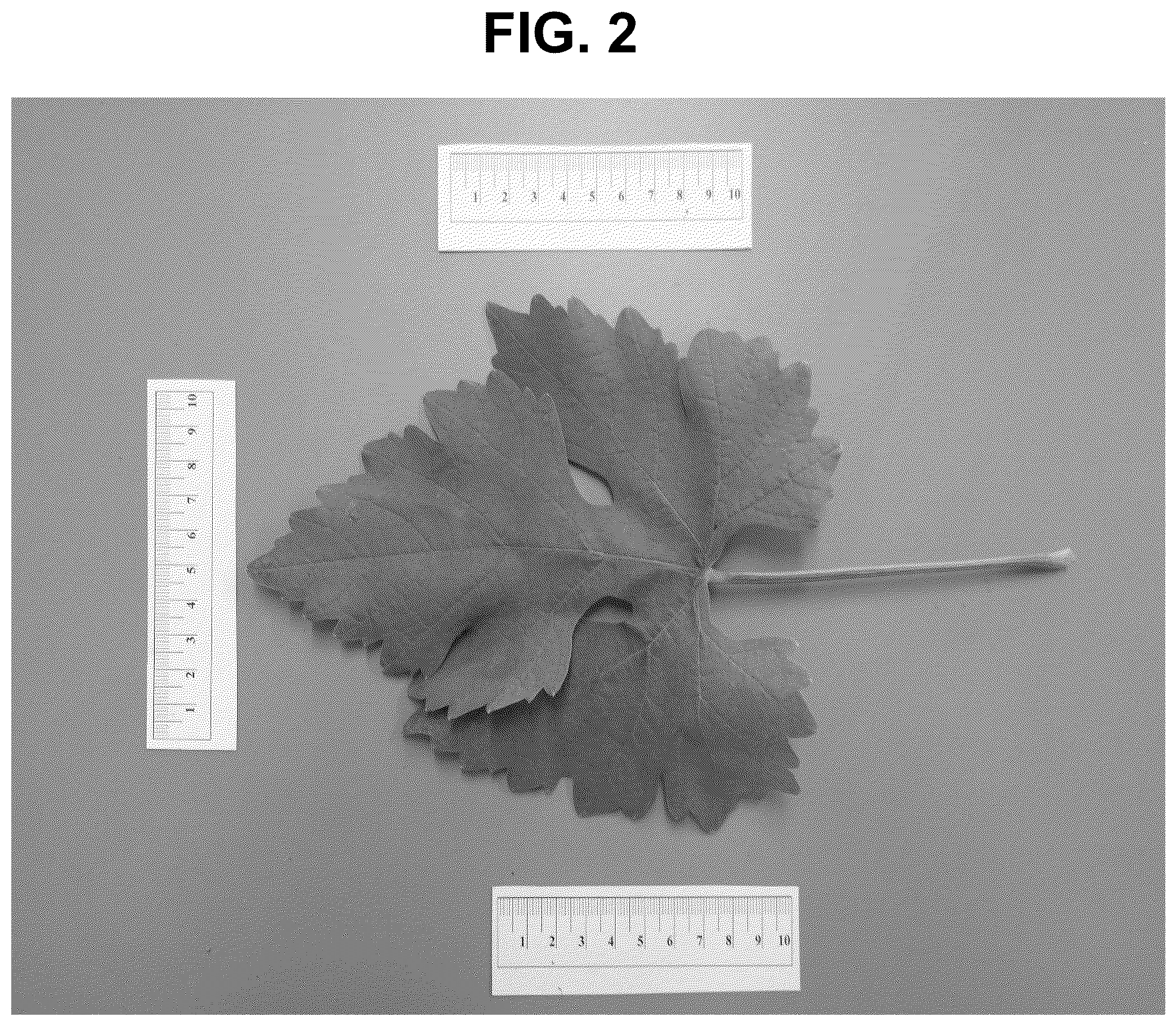 Patent USPP037295 Figure 2 – Grapevine plant named ‘IVC AN1’