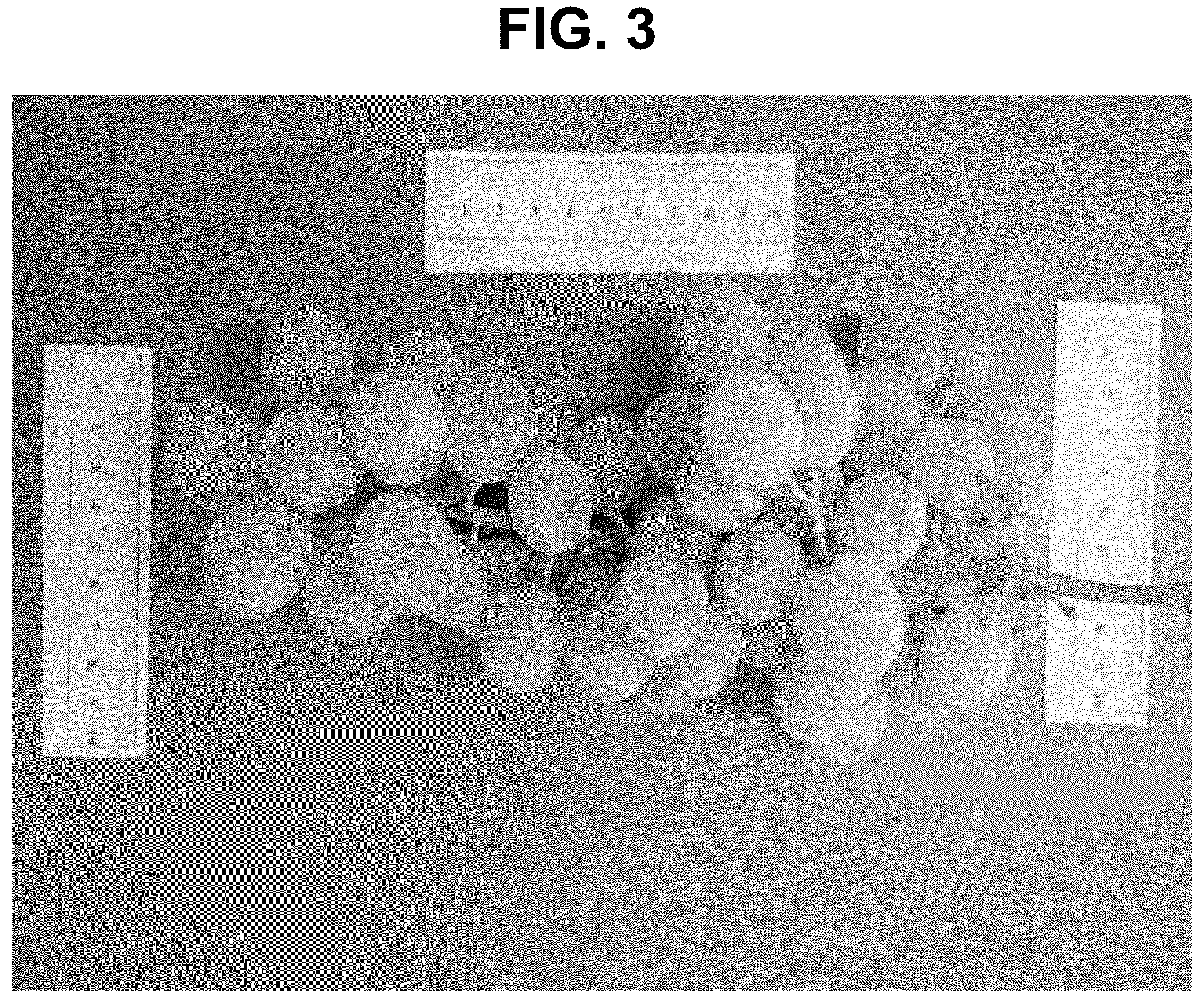 Patent USPP037295 Figure 3 – Grapevine plant named ‘IVC AN1’