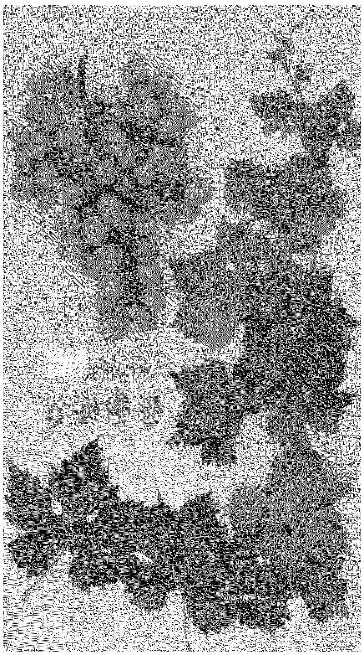Patent USPP037296 — Grapevine plant named ‘SUGRA69’ — Figure 1
