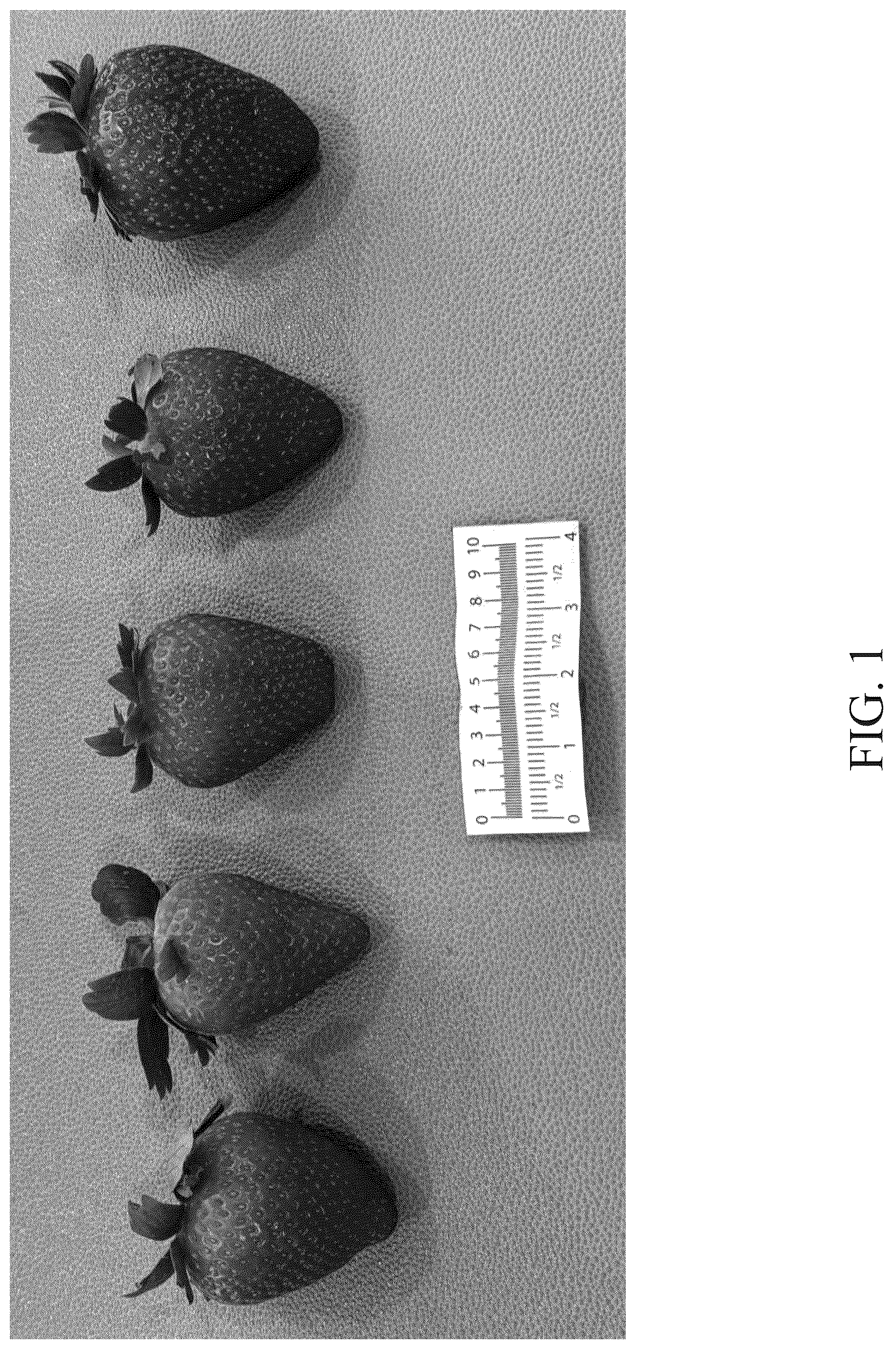 Patent USPP037297 Figure 1 – Strawberry plant named ‘DrisStrawOneHundredEleven’