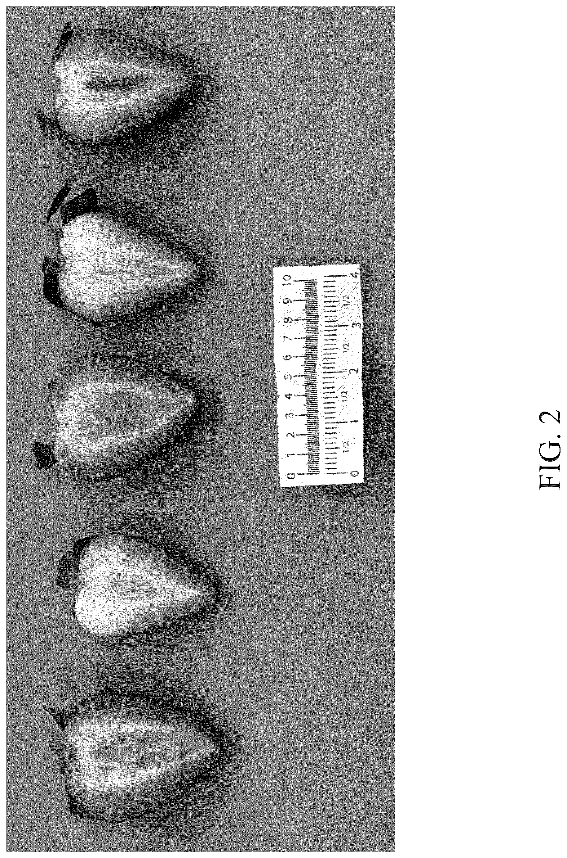 Patent USPP037297 Figure 2 – Strawberry plant named ‘DrisStrawOneHundredEleven’