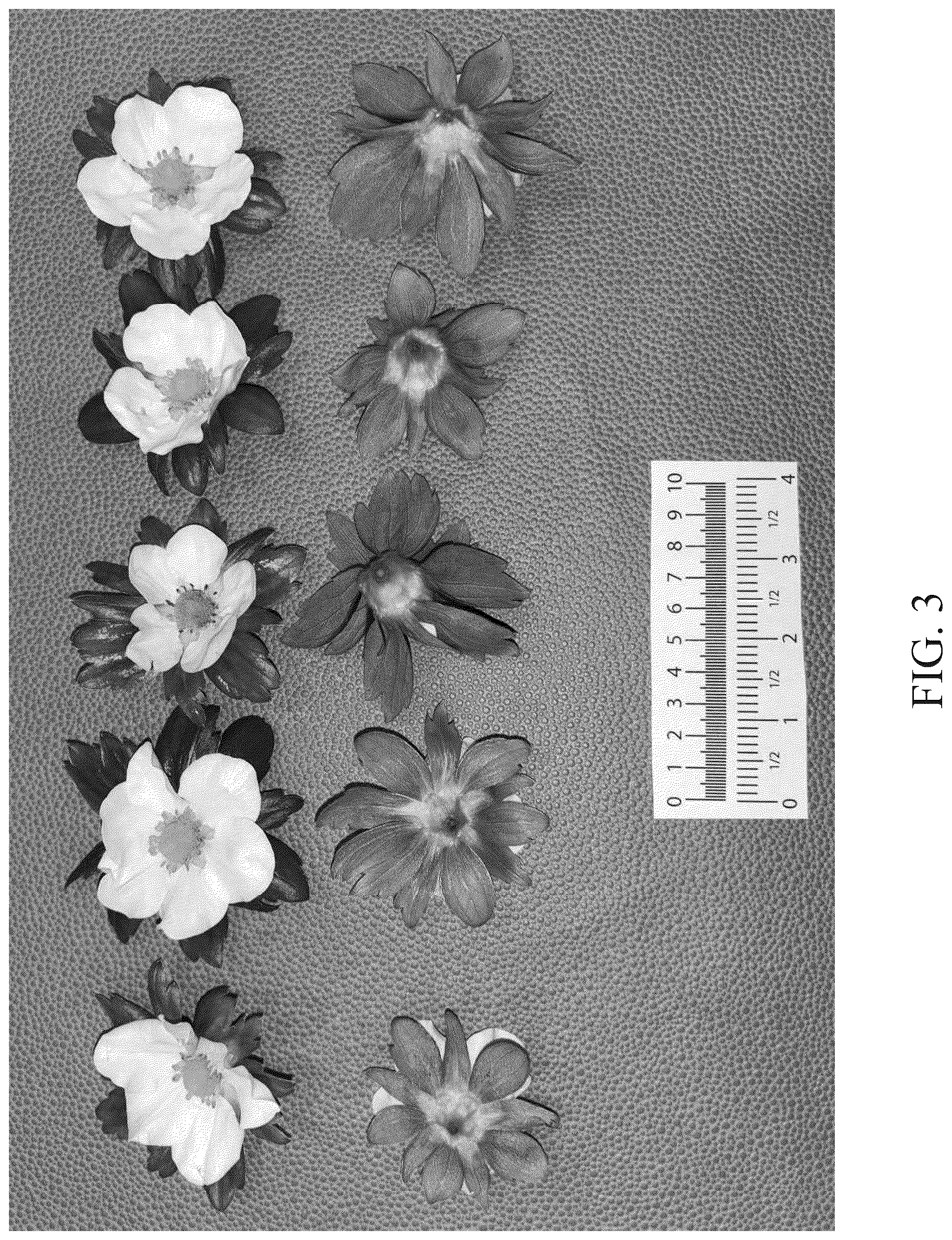 Patent USPP037297 Figure 3 – Strawberry plant named ‘DrisStrawOneHundredEleven’
