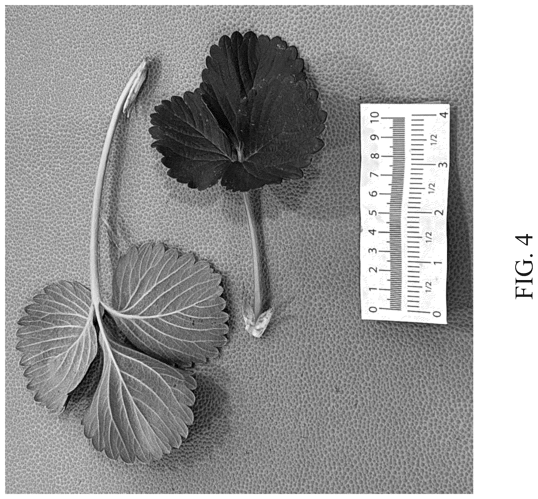 Patent USPP037297 Figure 4 – Strawberry plant named ‘DrisStrawOneHundredEleven’
