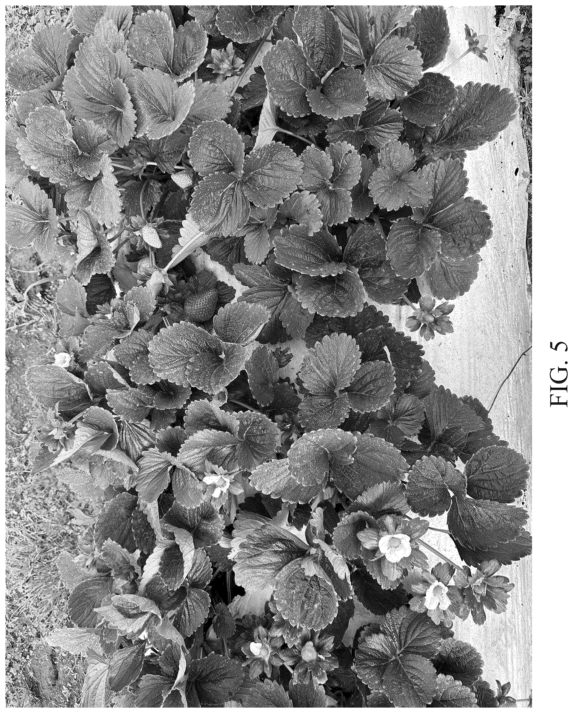 Patent USPP037297 Figure 5 – Strawberry plant named ‘DrisStrawOneHundredEleven’