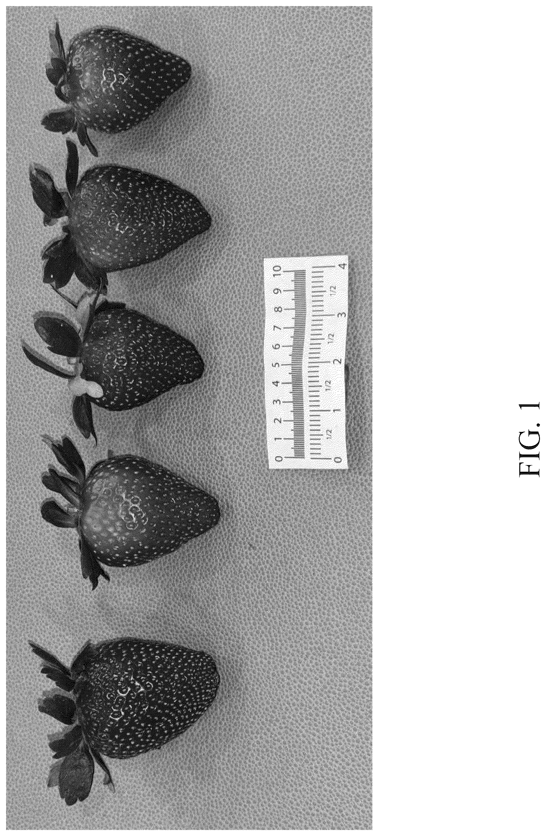 Patent USPP037298 Figure 1 – Strawberry plant named ‘DrisStrawOneHundredTwelve’