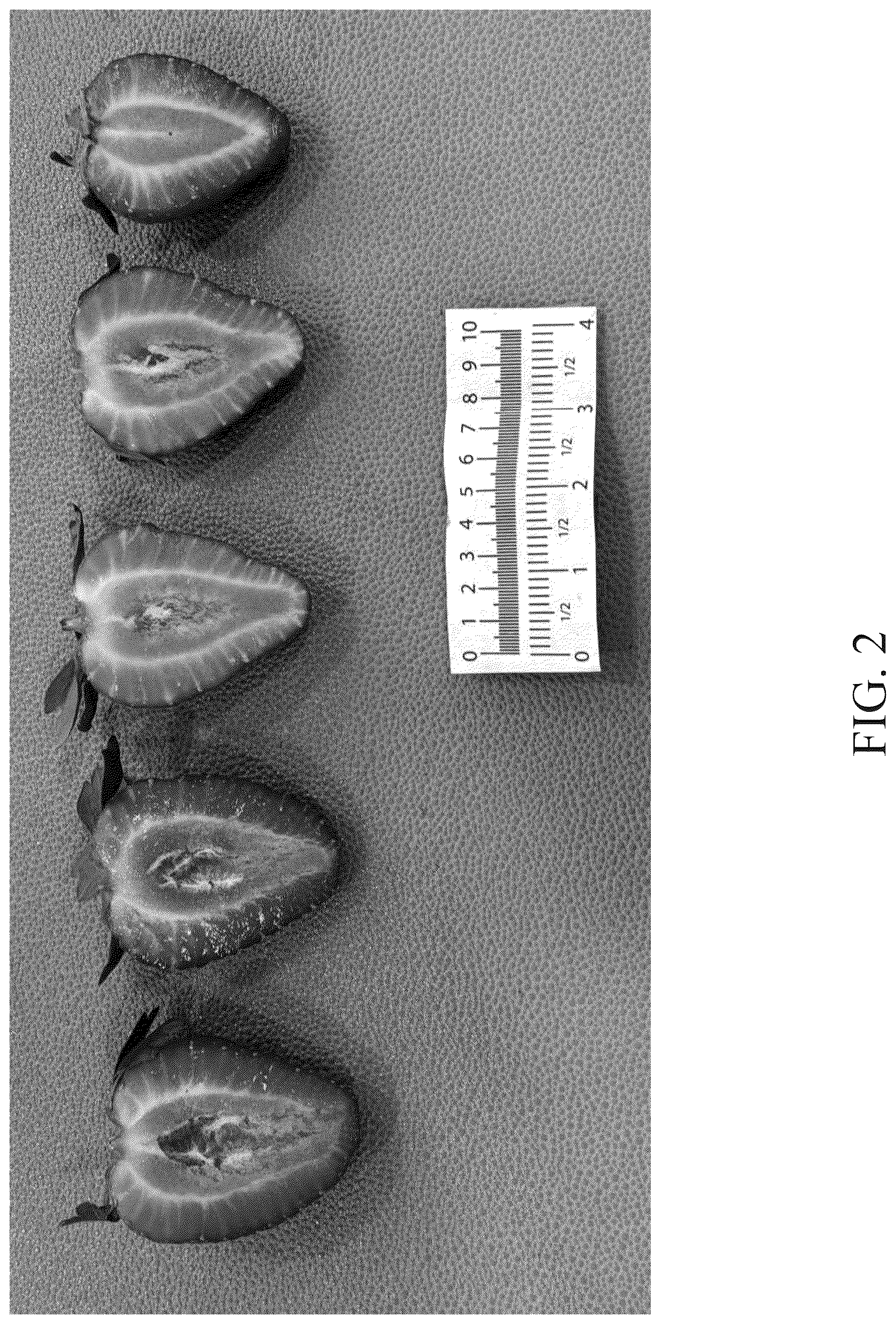 Patent USPP037298 Figure 2 – Strawberry plant named ‘DrisStrawOneHundredTwelve’