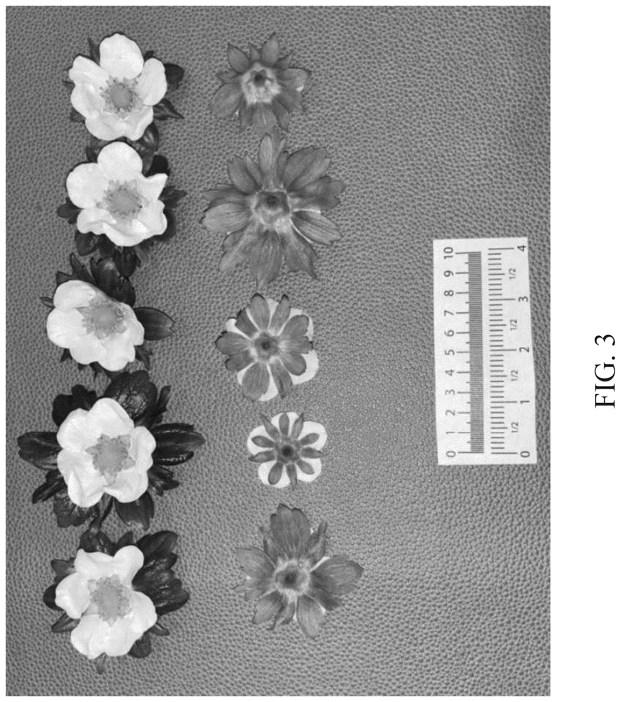 Patent USPP037298 Figure 3 – Strawberry plant named ‘DrisStrawOneHundredTwelve’