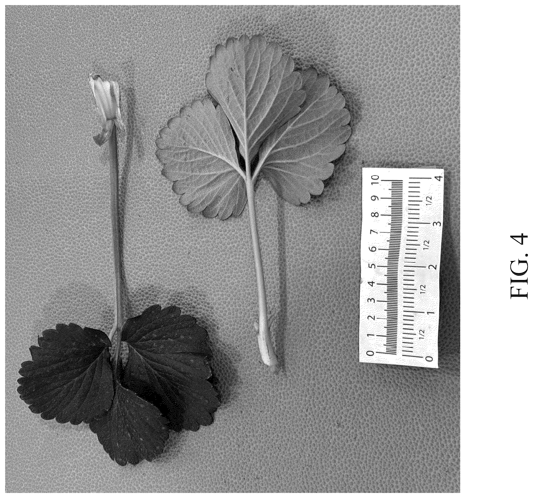 Patent USPP037298 Figure 4 – Strawberry plant named ‘DrisStrawOneHundredTwelve’