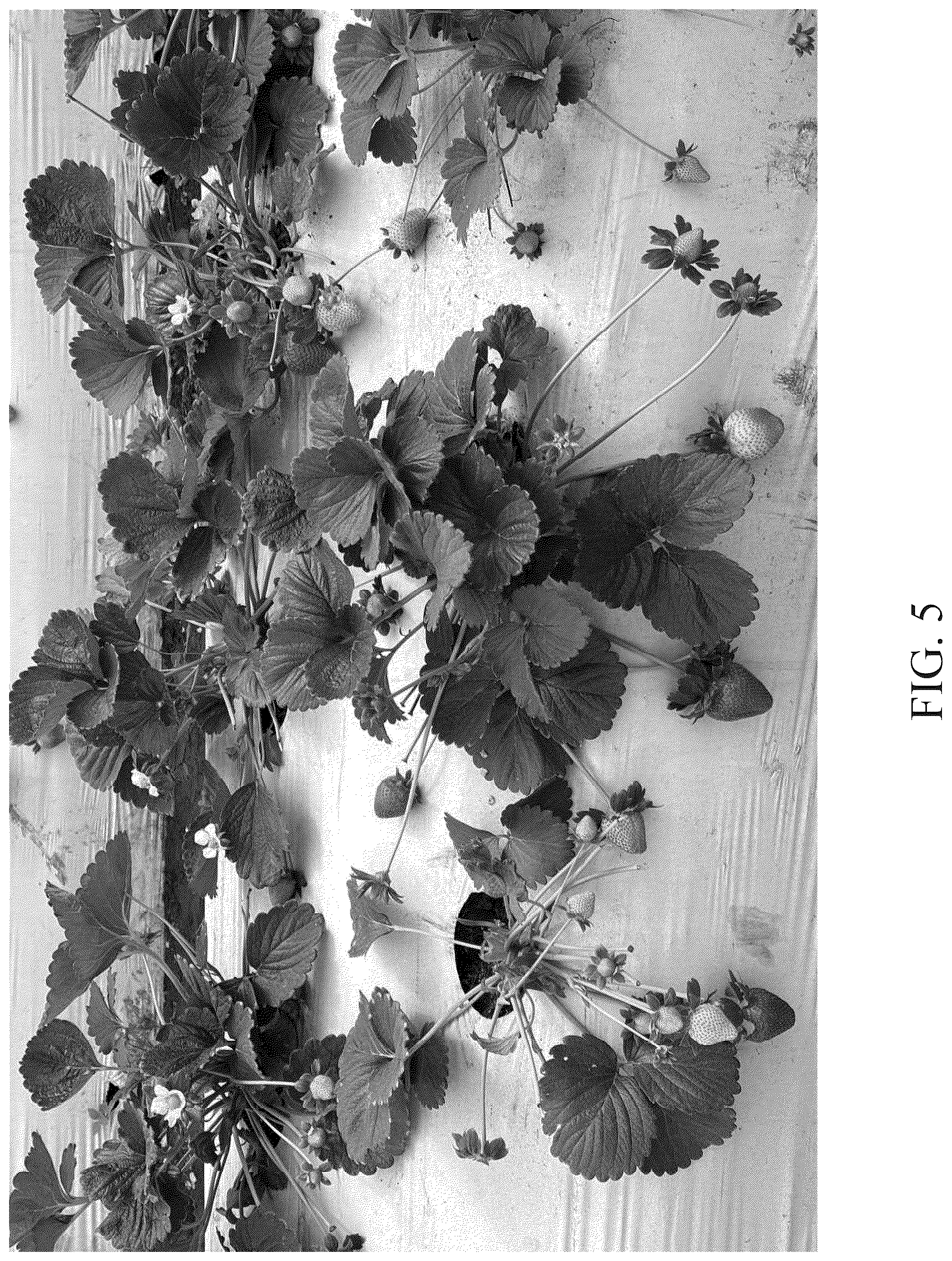 Patent USPP037298 Figure 5 – Strawberry plant named ‘DrisStrawOneHundredTwelve’