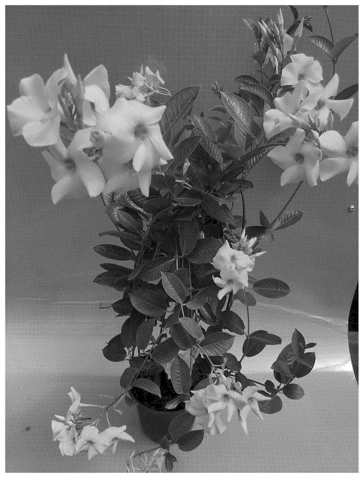Patent USPP037299 Figure 1 – Mandevilla plant named ‘TVMD714’