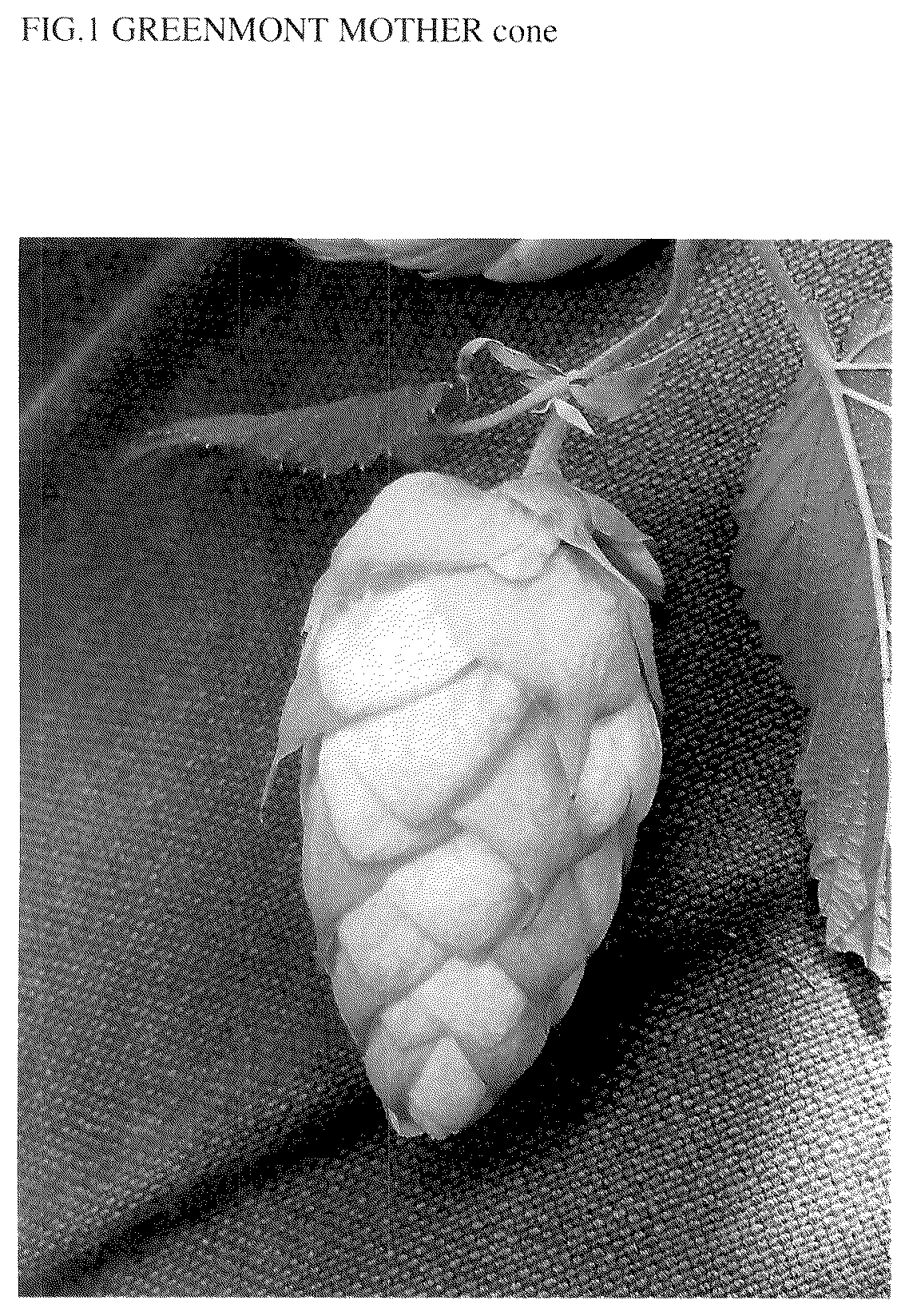 Patent USPP037300 Figure 1 – Hop plant named ‘Greenmont Mother’