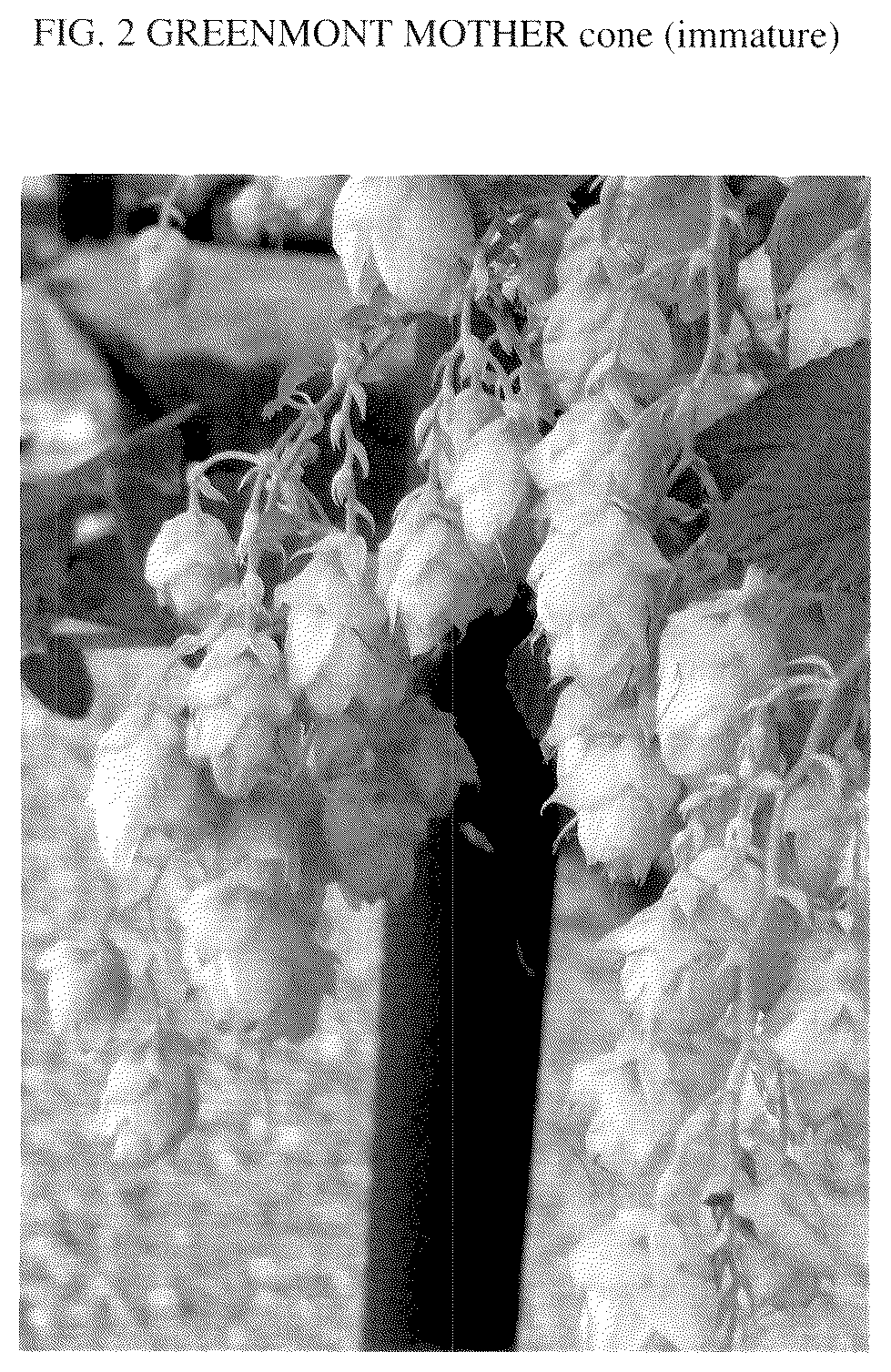 Patent USPP037300 Figure 2 – Hop plant named ‘Greenmont Mother’
