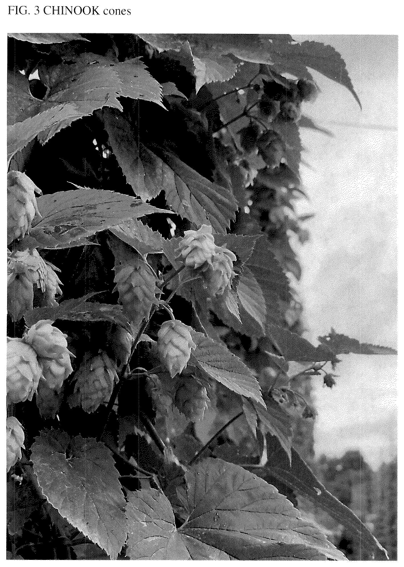 Patent USPP037300 Figure 3 – Hop plant named ‘Greenmont Mother’